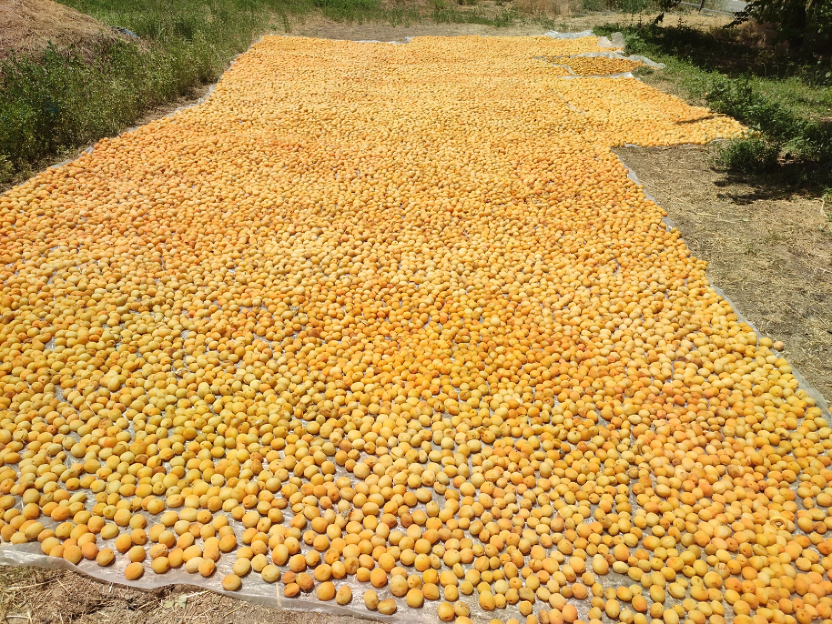 Rekolte Sevinci İşçi Kriziyle Gölgeleniyor! 'Sarı Altın Bol, İşçi Az'