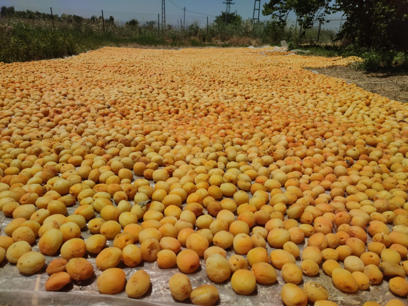 Kayısı da Malatya Gibi Çığlık Atıyor: Malatya'nın Altın Değeri Yarıya İndi...!