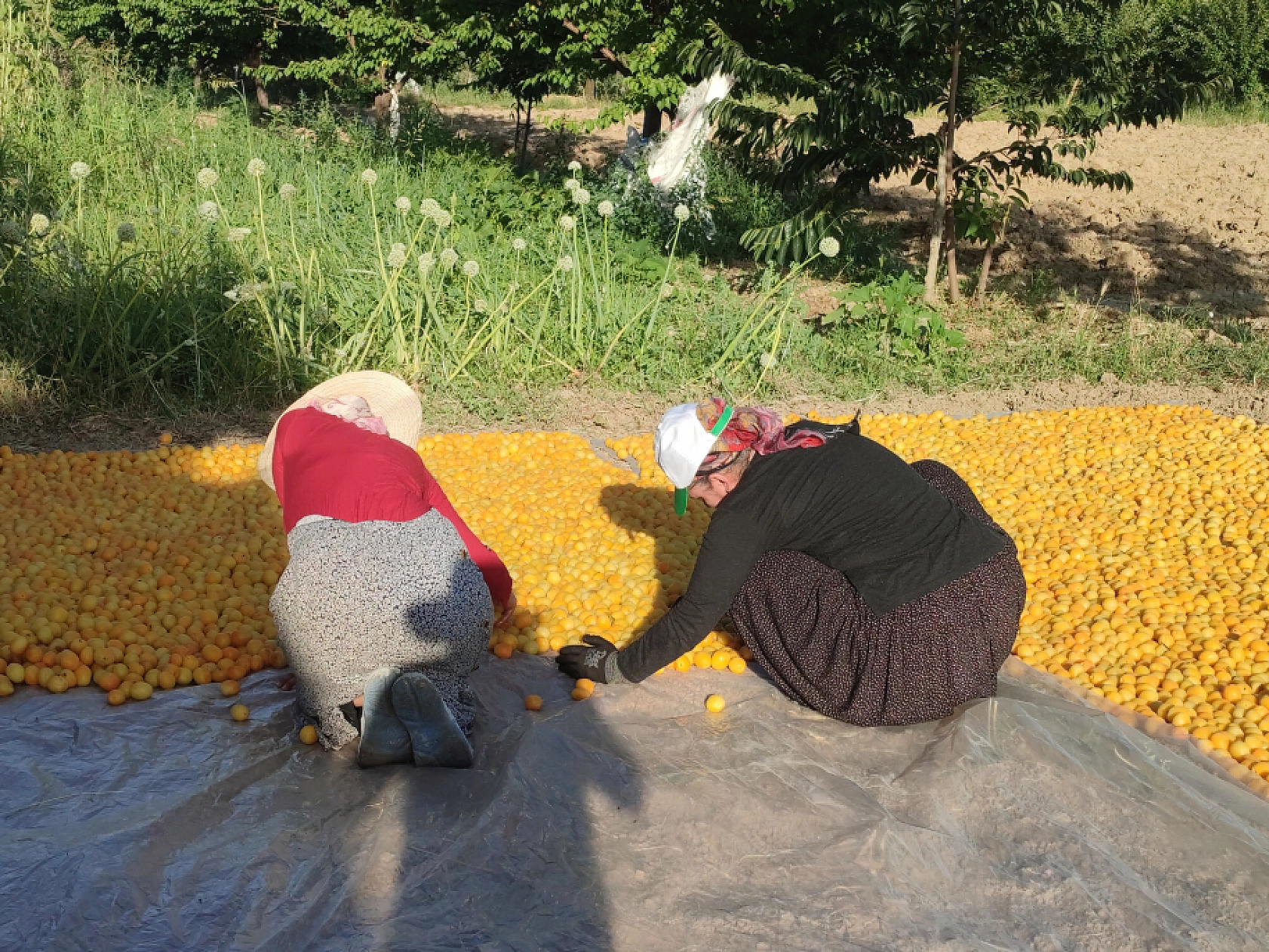 Kayısı da Malatya Gibi Çığlık Atıyor: Malatya'nın Altın Değeri Yarıya İndi...!