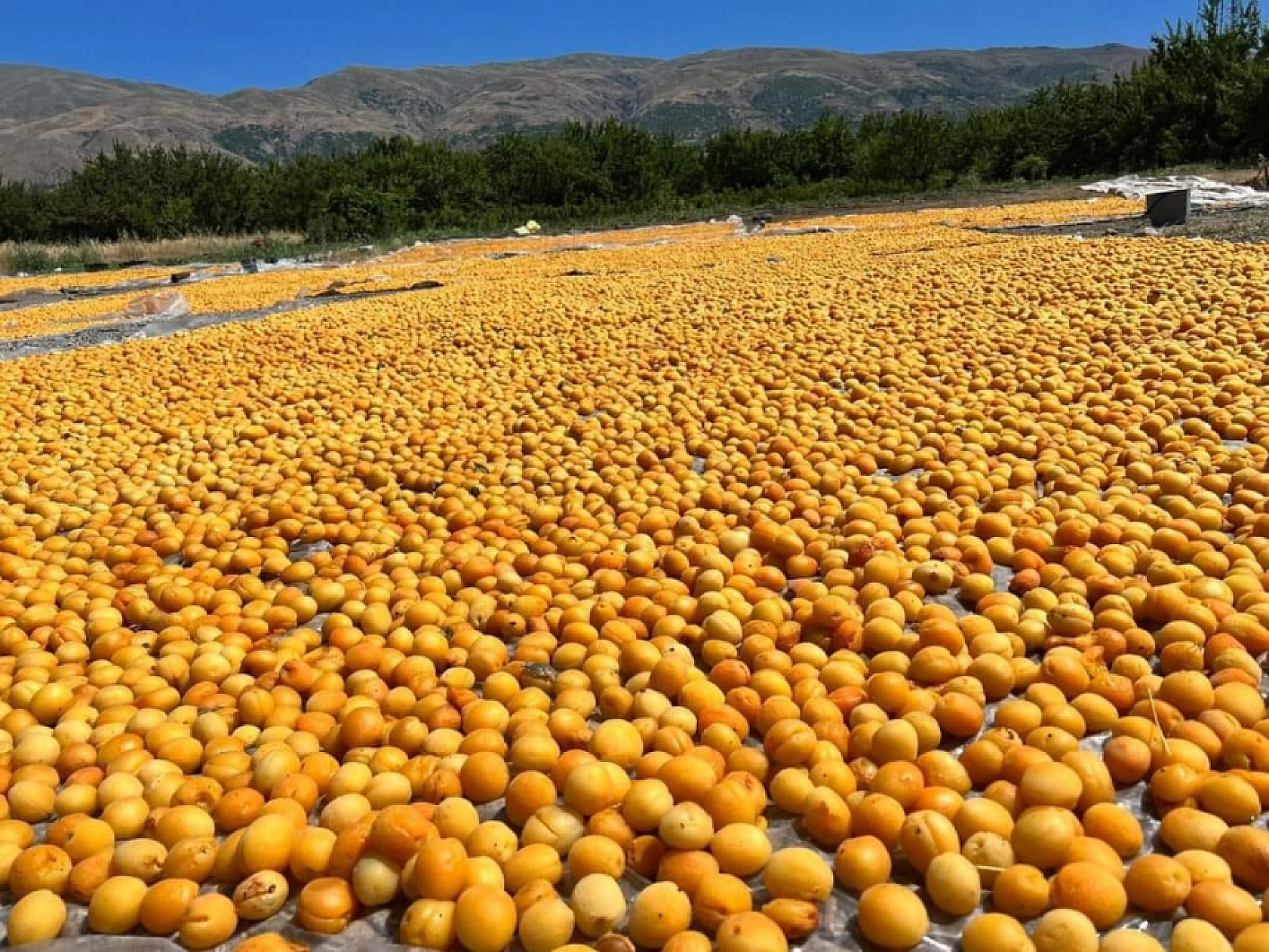 Kayısı da Malatya Gibi Çığlık Atıyor: Malatya'nın Altın Değeri Yarıya İndi...!