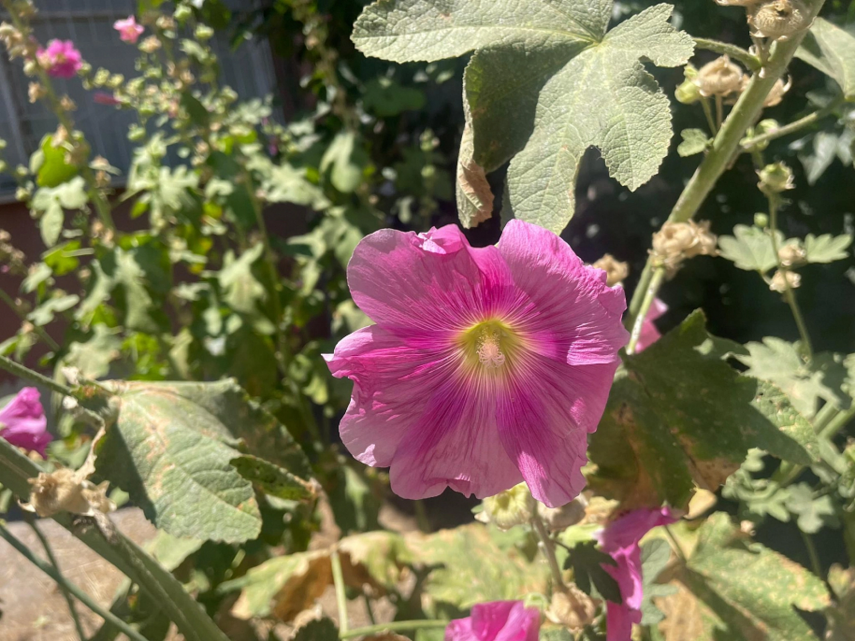 Malatyalılar Dikkat! Yol Kenarında Yetişiyor…Resmen Şifa Deposu...!