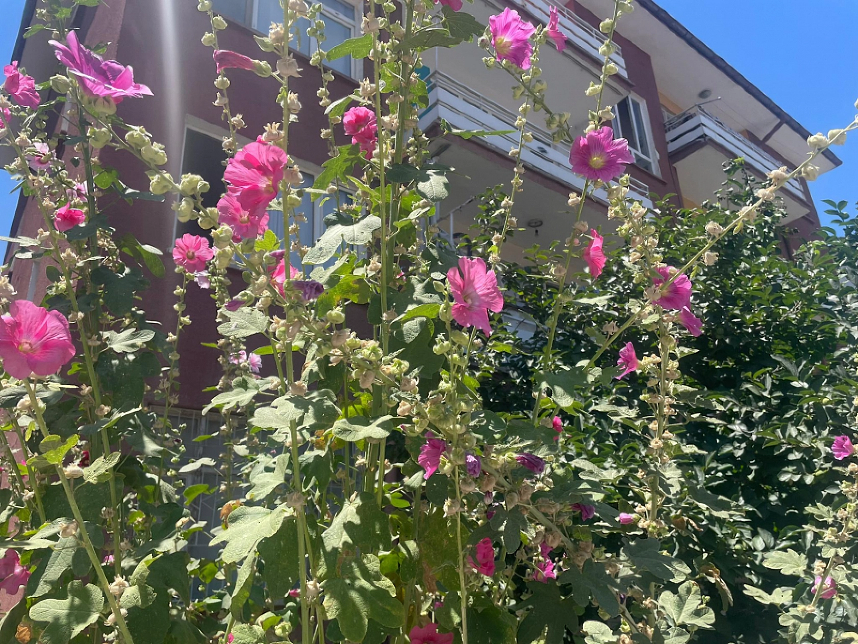 Malatyalılar Dikkat! Yol Kenarında Yetişiyor…Resmen Şifa Deposu...!