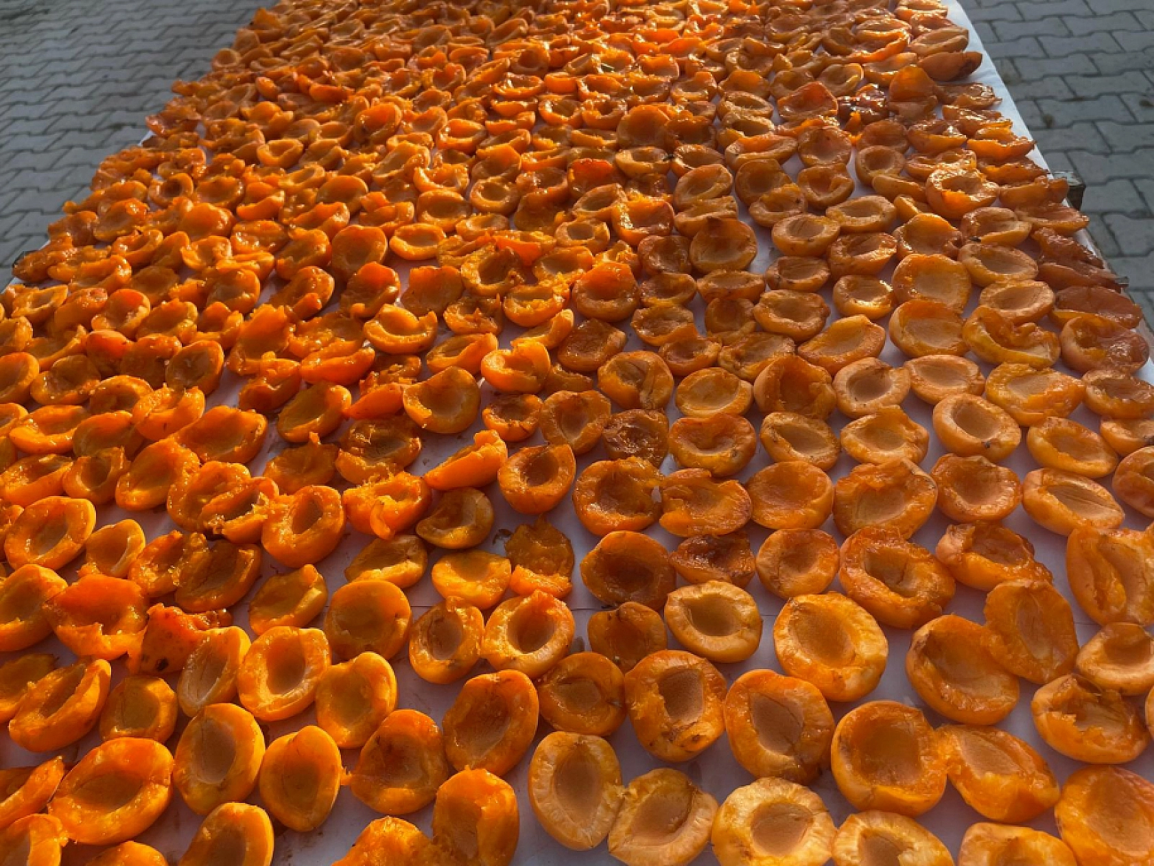 Güneşin Altın Yumurtası Kayısı Bulutların Gölgesinde mi Kalacak?