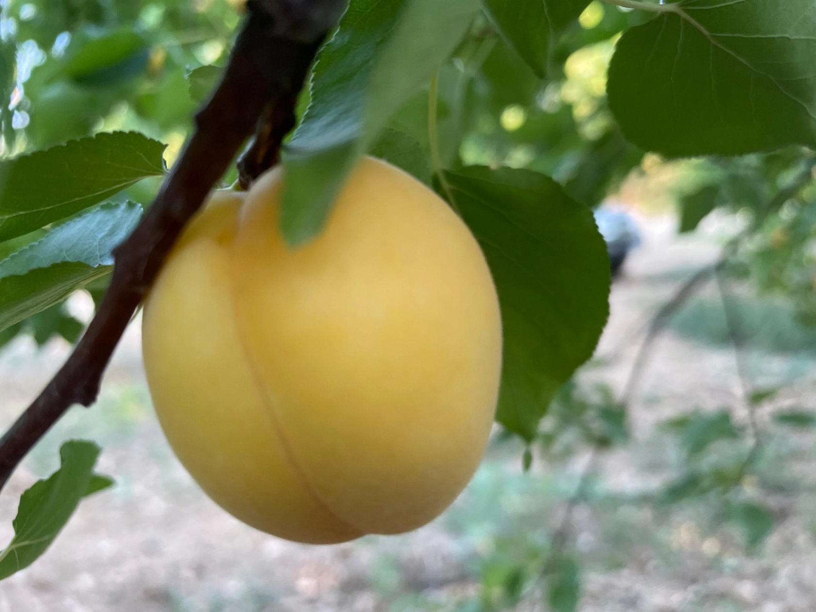 Malatya 6 Ayda 187 Milyon Dolar Kazandı!