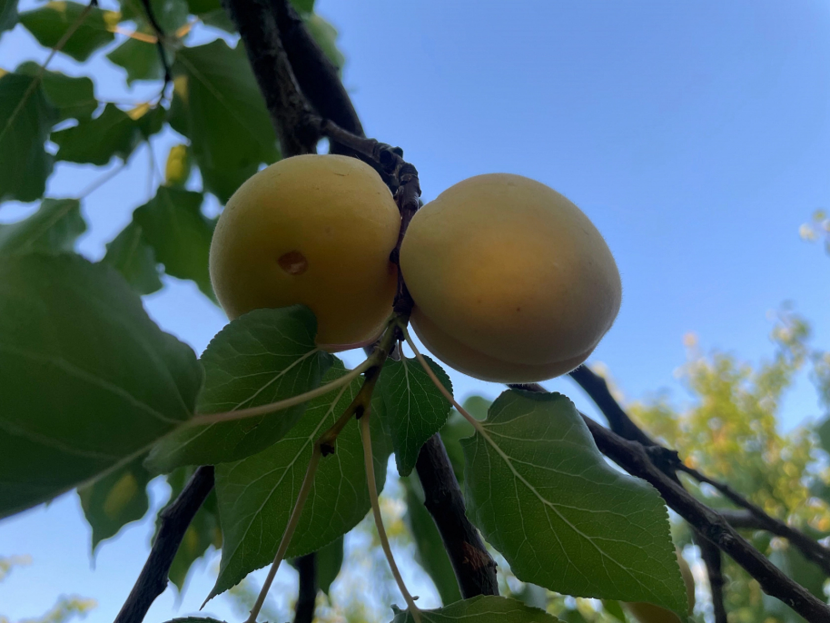 Malatyalılar İçin Beklenen An Geldi: Kayısıda Taban Fiyat Belirlendi!