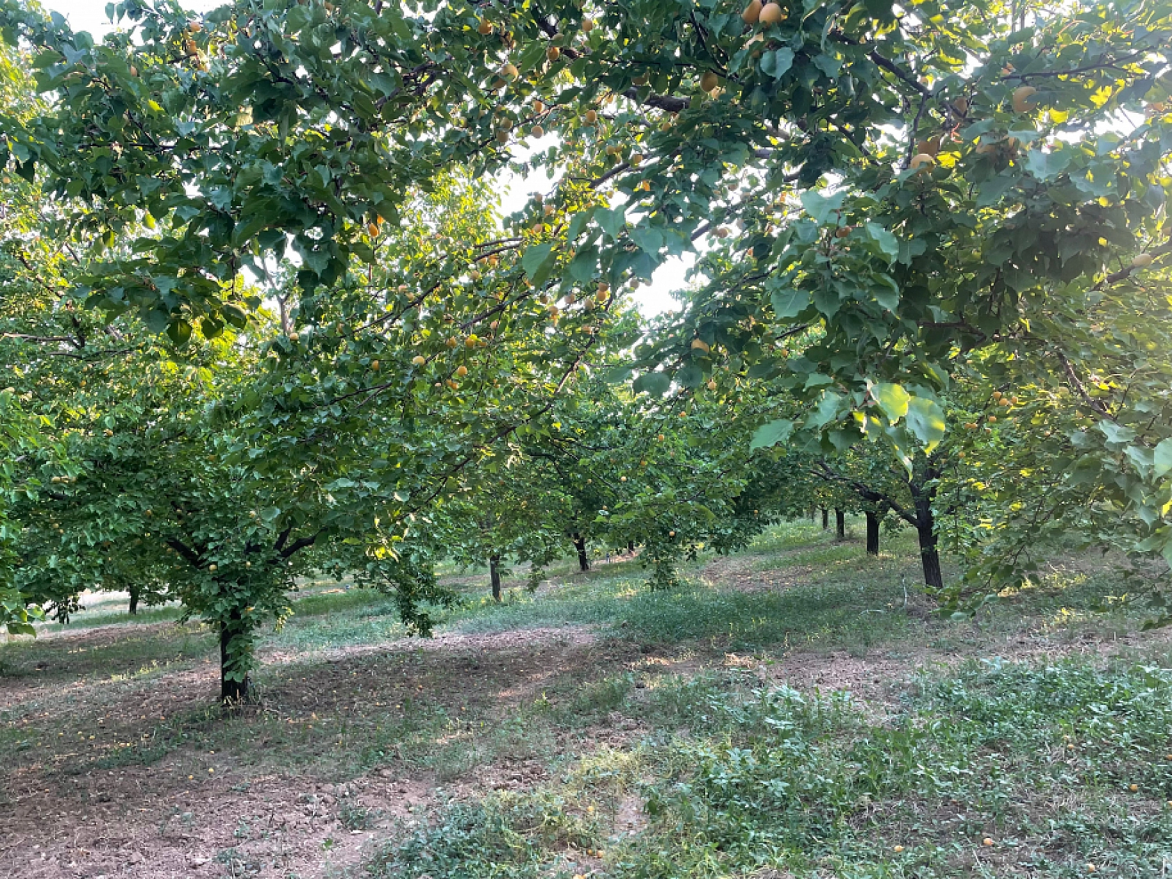 Malatyalı Çiftçilere Büyük Müjde: 3 Yıllık Destek Paketi!