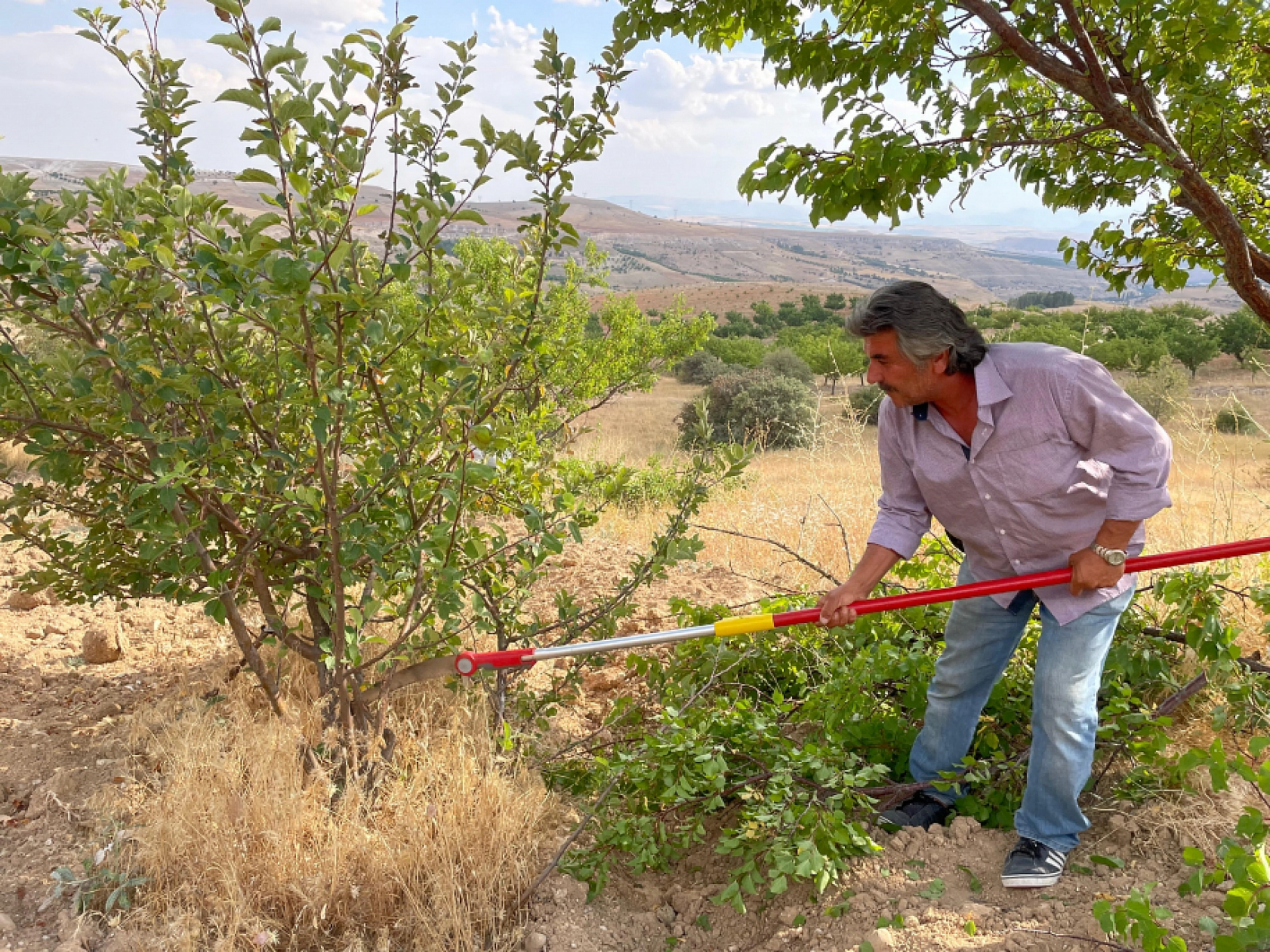 Malatya Kayısısı İçin Kritik Uyarı: Yanlış Budama Yaparsanız? Kayısınızdan Olabilirsiniz...