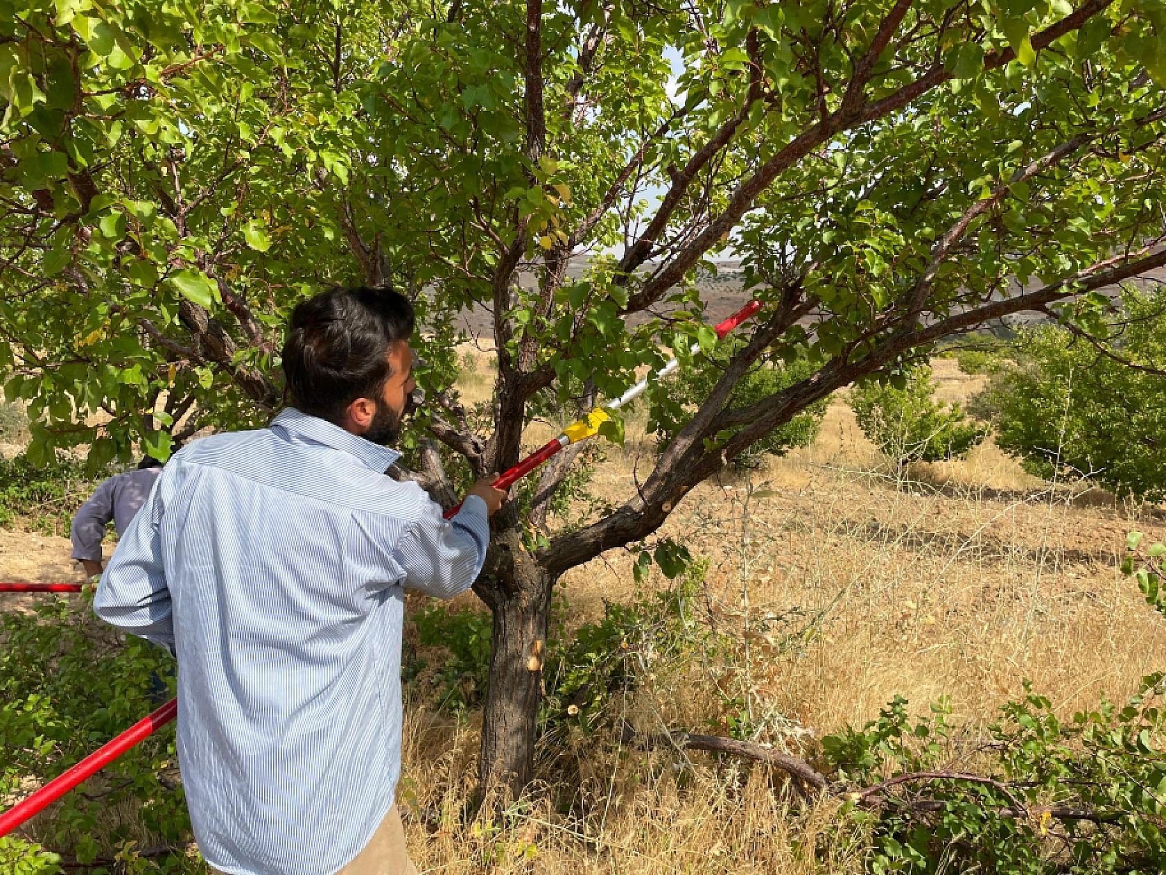 Malatya Kayısısı İçin Kritik Uyarı: Yanlış Budama Yaparsanız? Kayısınızdan Olabilirsiniz...