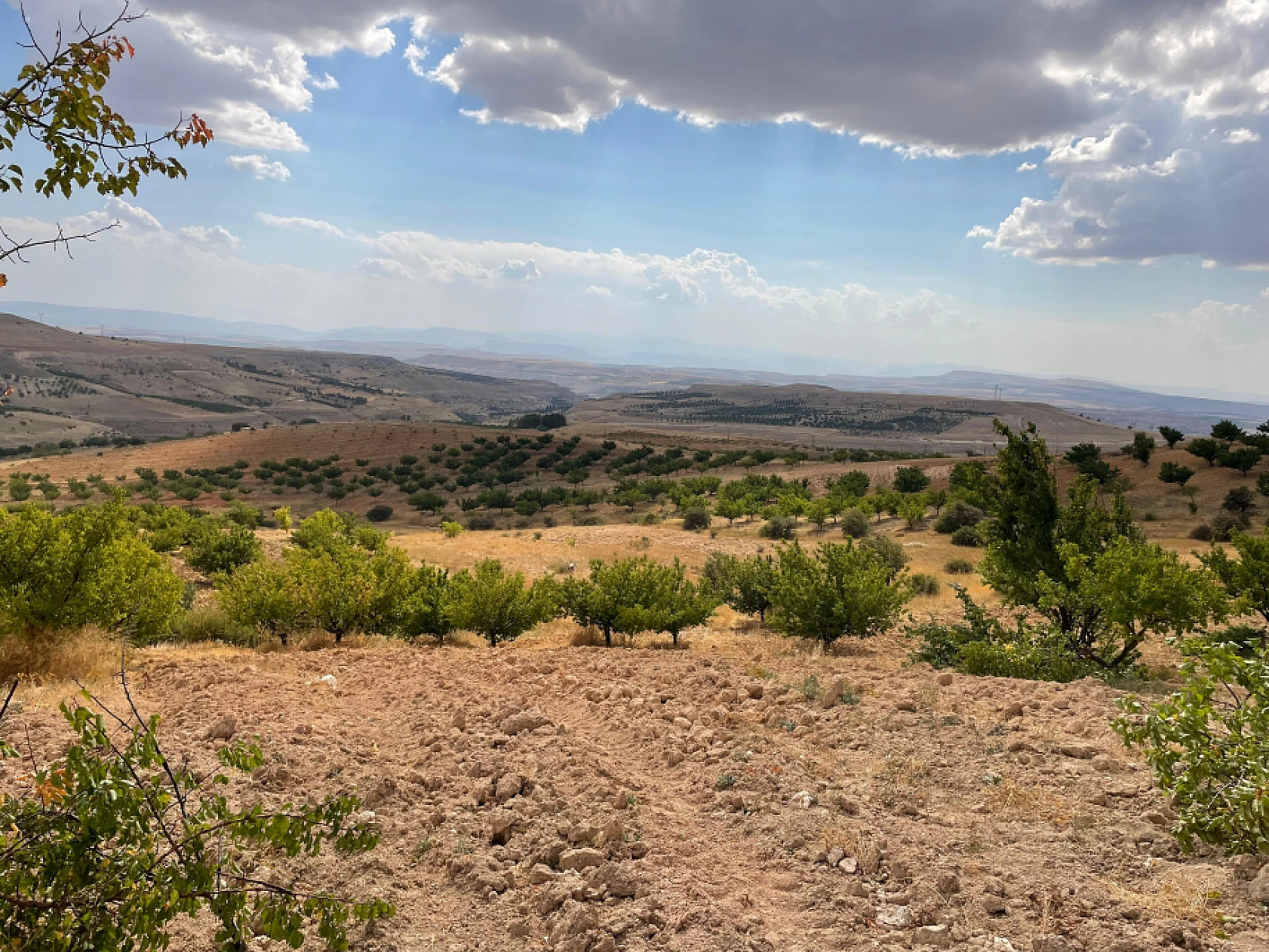Malatya Kayısısı İçin Kritik Uyarı: Yanlış Budama Yaparsanız? Kayısınızdan Olabilirsiniz...