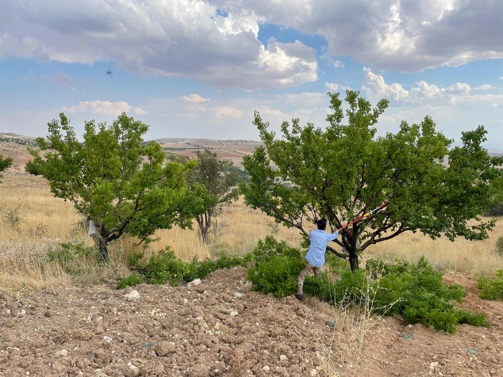 Malatya Kayısısı İçin Kritik Uyarı: Yanlış Budama Yaparsanız? Kayısınızdan Olabilirsiniz...