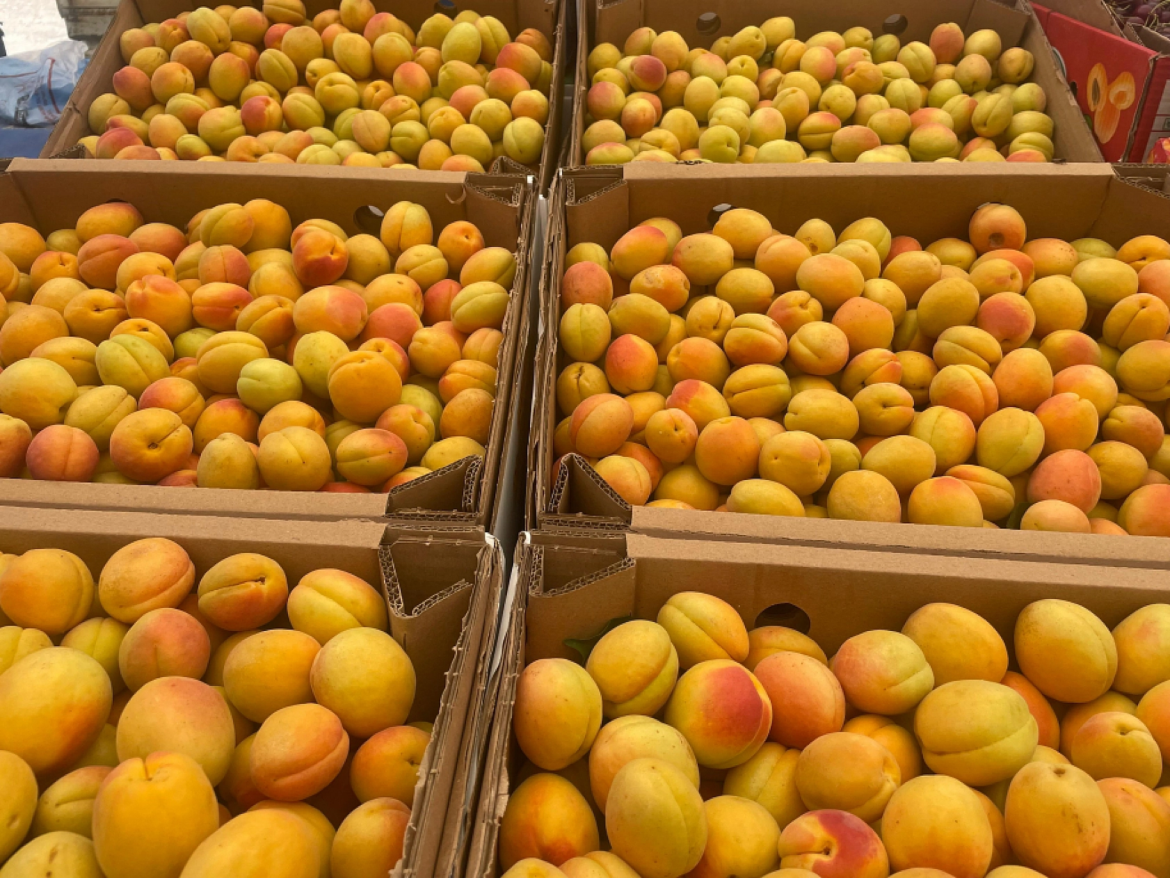 Malatya'da 100, Almanya'da Bin TL: Üretici Zararda, Tüccar Kar Baskınında!