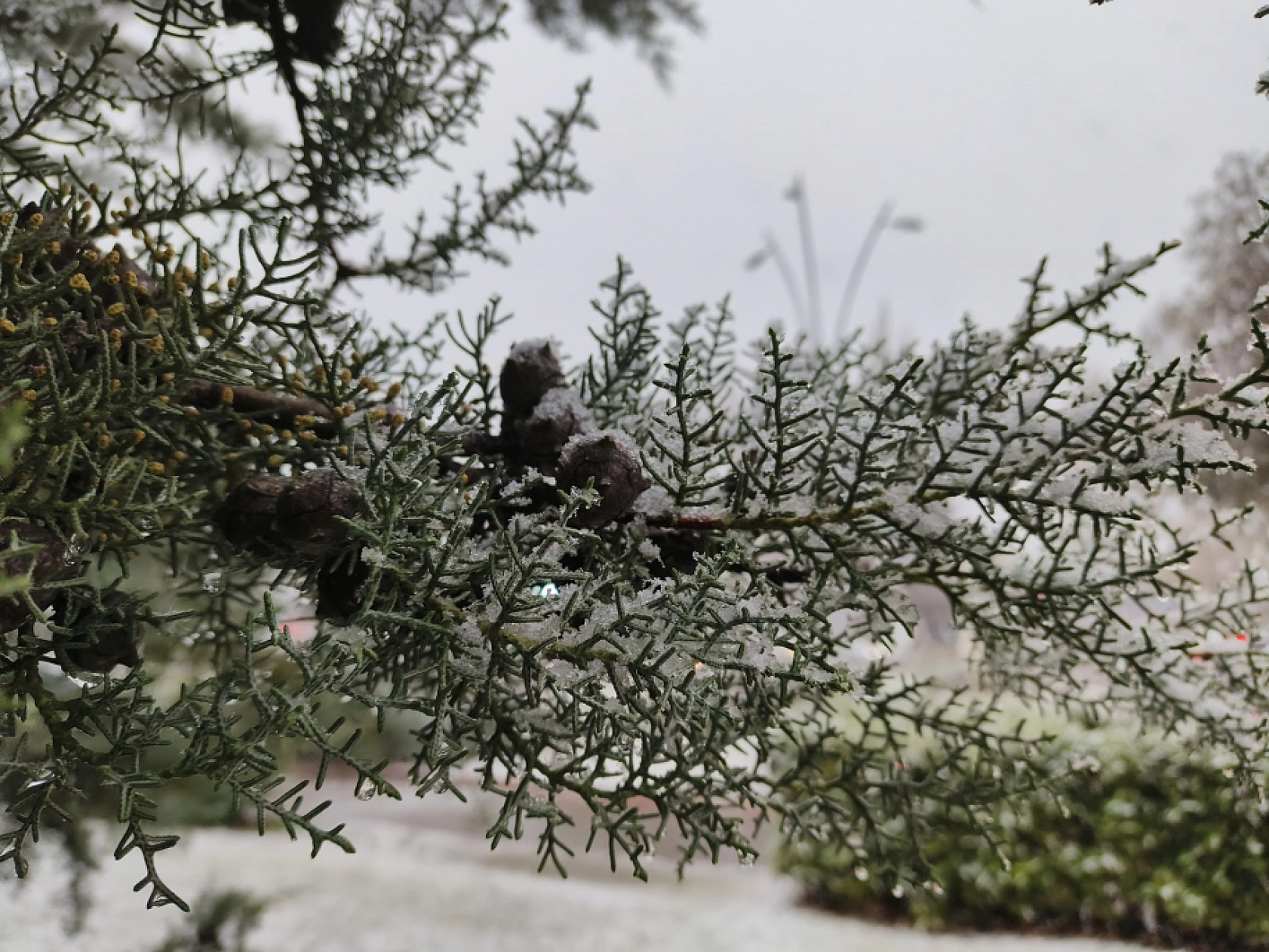 Malatya'da Kar Yağışı Başladı