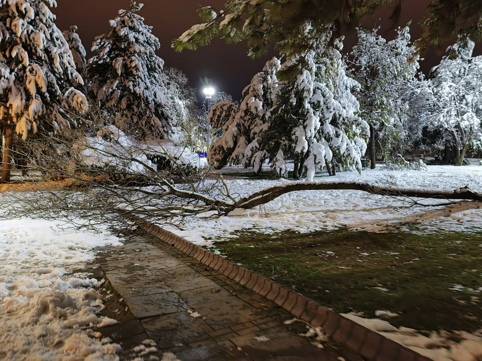 Malatya'da Kar Hayatı Felç Etmeye Devam Ediyor: Ağaç Dalları Kırıldı!