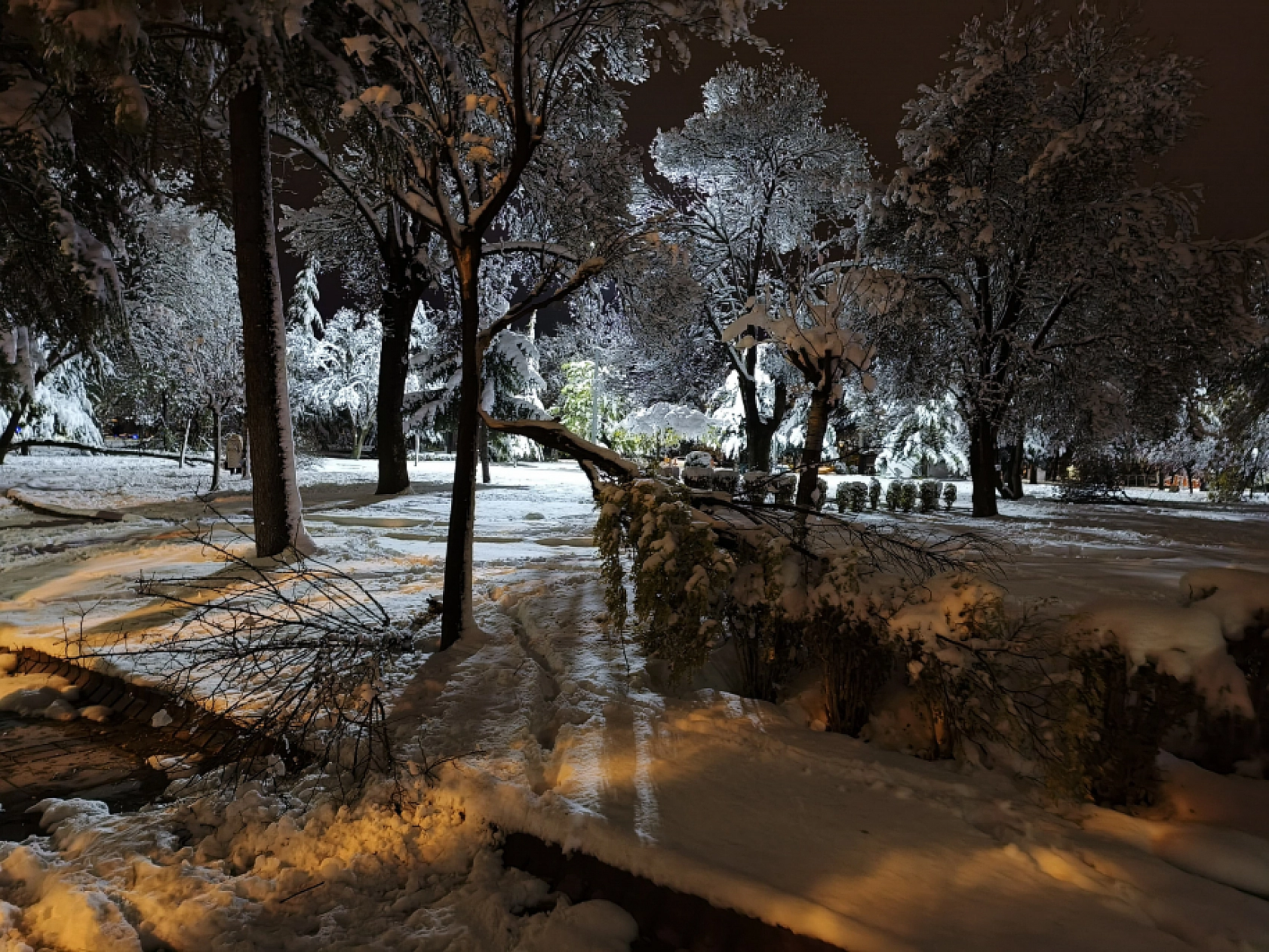 Malatya'da Kar Hayatı Felç Etmeye Devam Ediyor: Ağaç Dalları Kırıldı!
