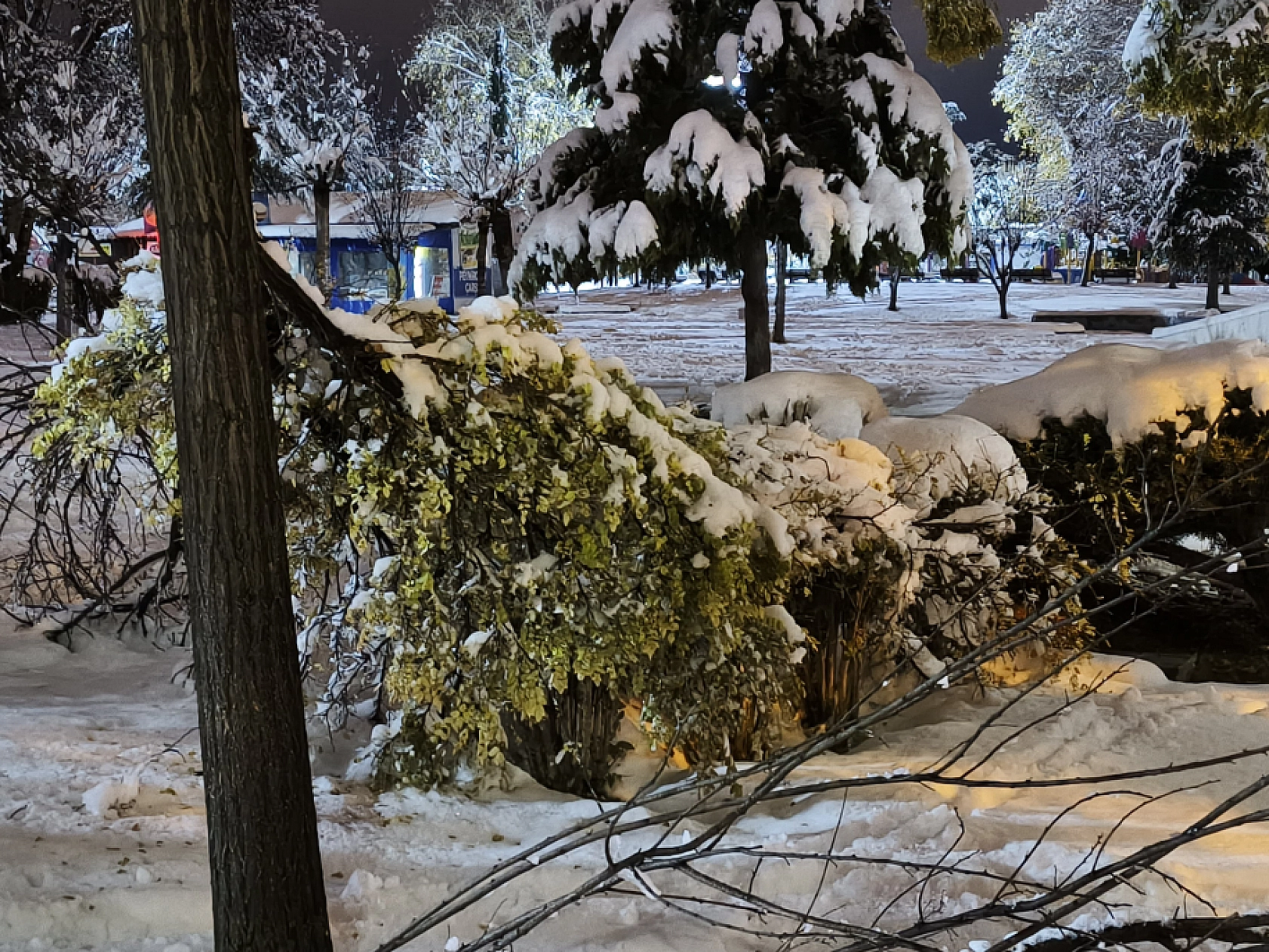 Malatya'da Kar Hayatı Felç Etmeye Devam Ediyor: Ağaç Dalları Kırıldı!