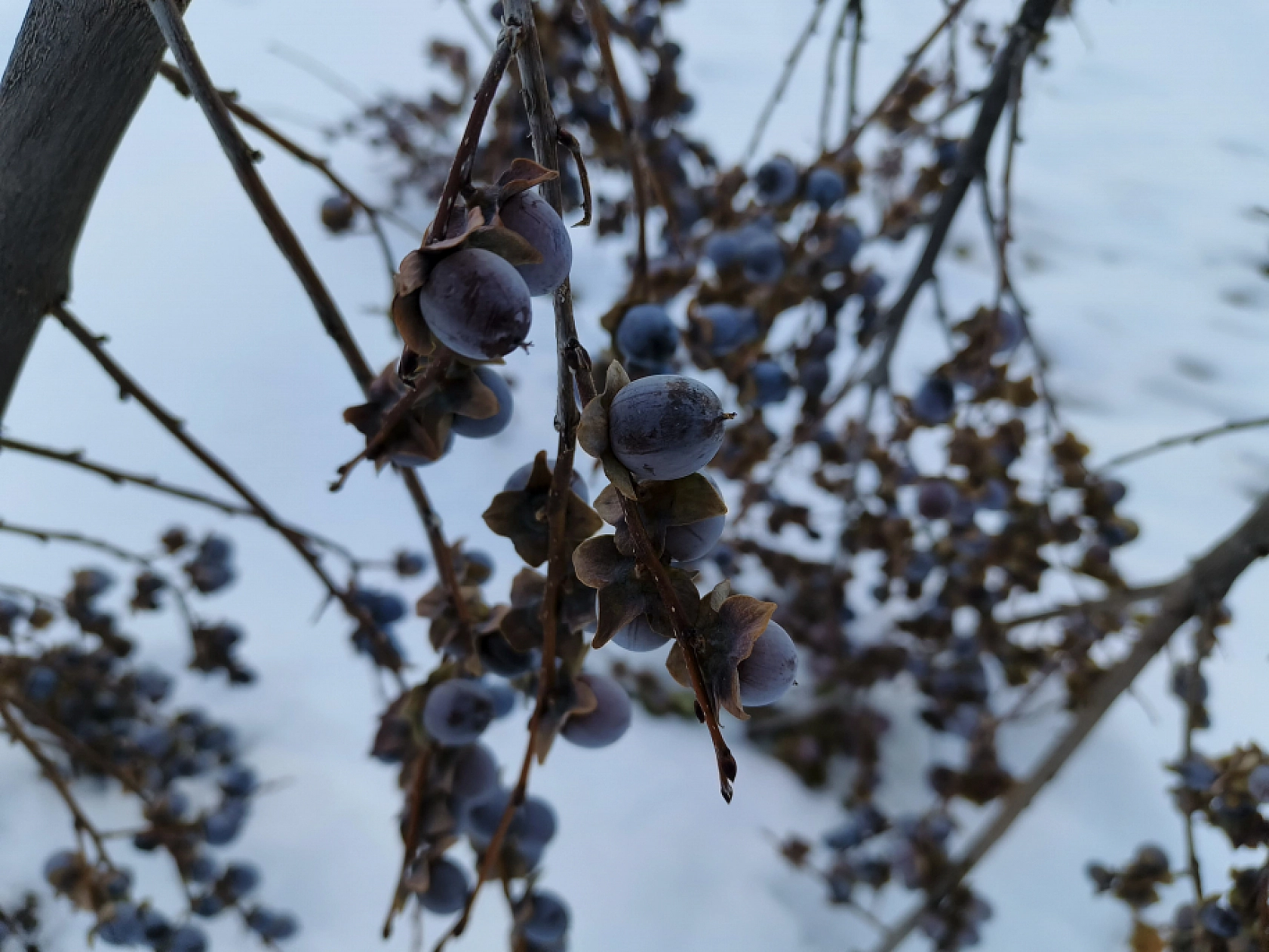 Malatya'da Sadece O Mahallede Yetiştiriliyor... Karla Tatlanıyor!