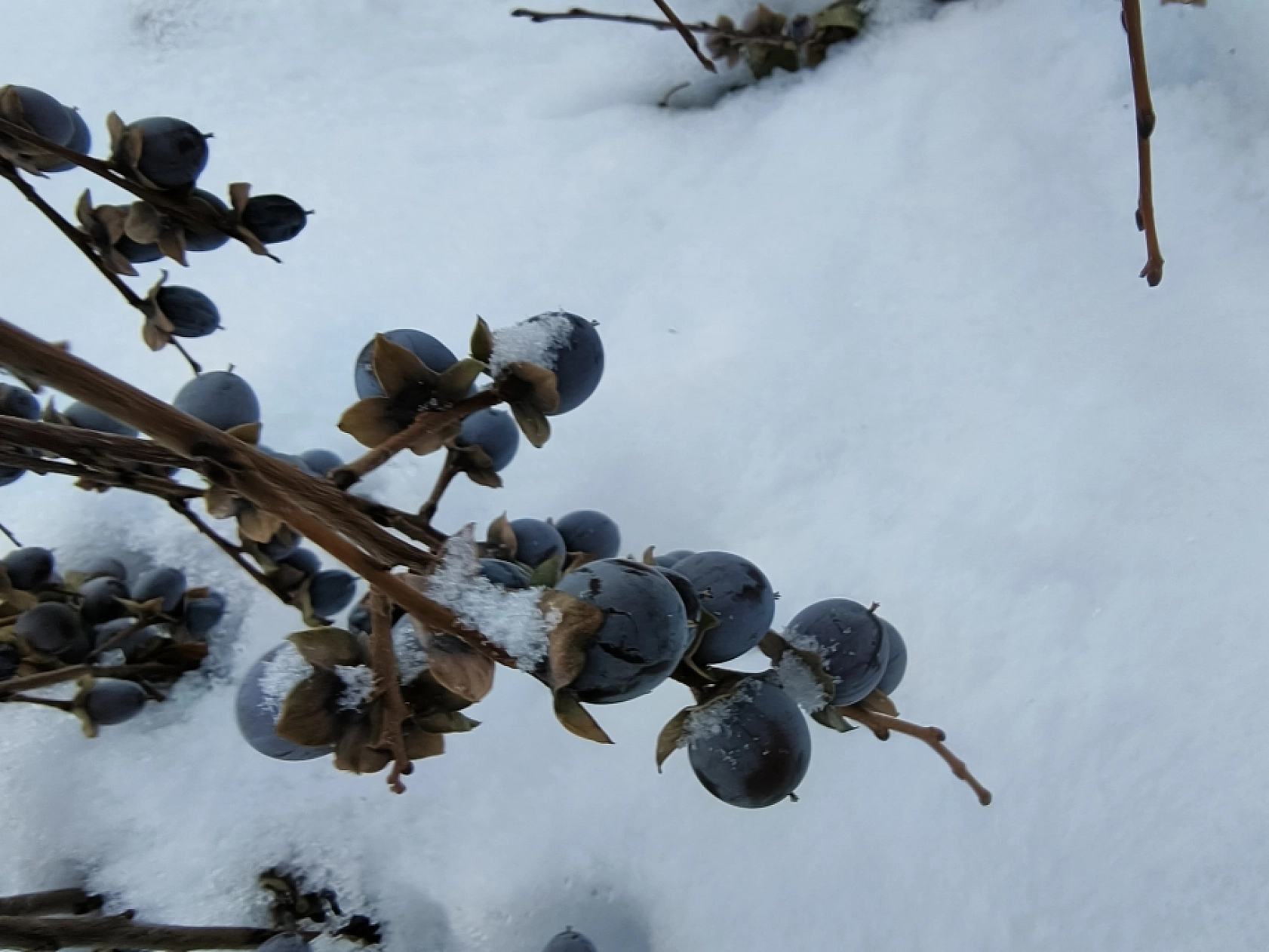 Malatya'da Sadece O Mahallede Yetiştiriliyor... Karla Tatlanıyor!