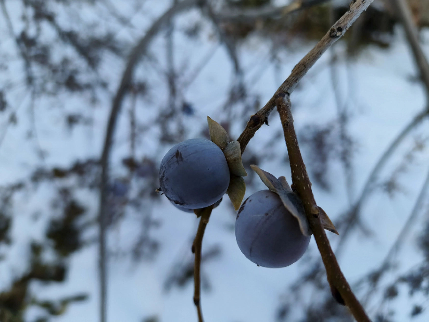 Malatya'da Sadece O Mahallede Yetiştiriliyor... Karla Tatlanıyor!