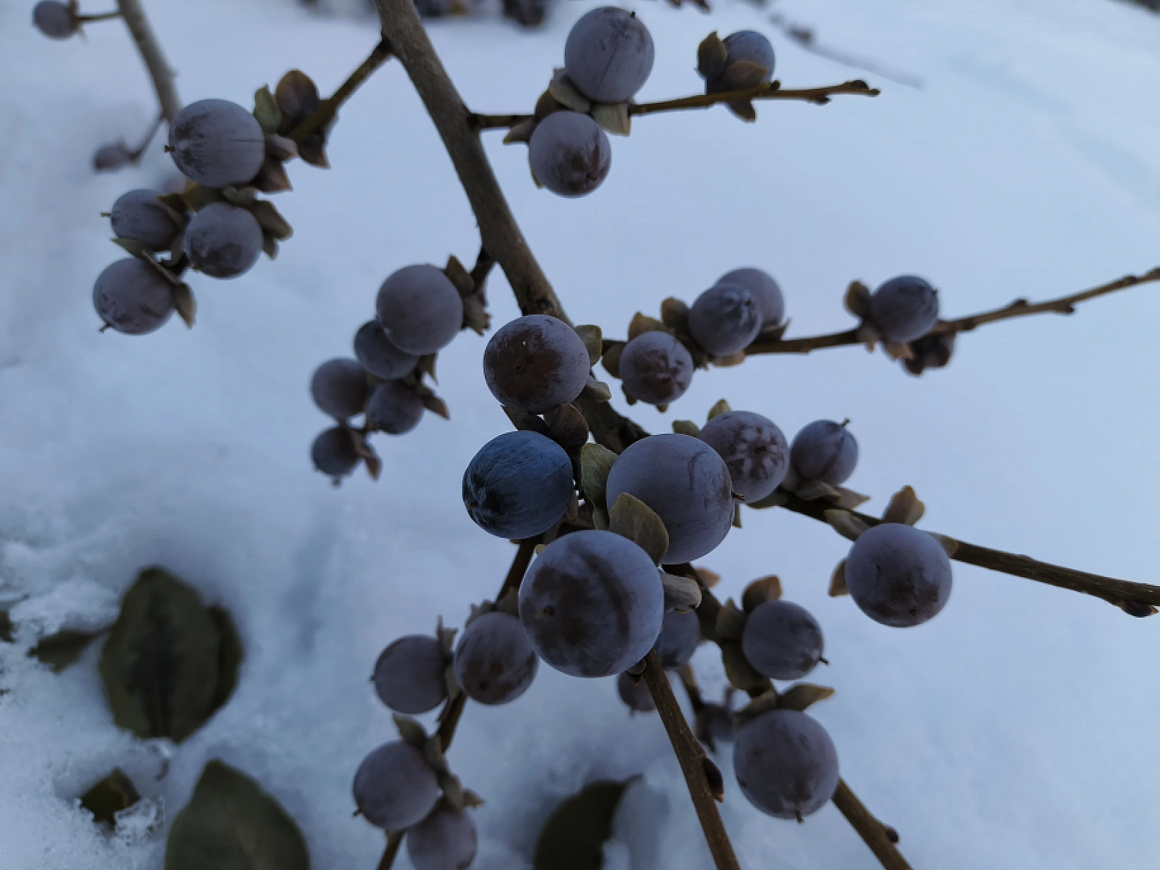 Malatya'da Sadece O Mahallede Yetiştiriliyor... Karla Tatlanıyor!