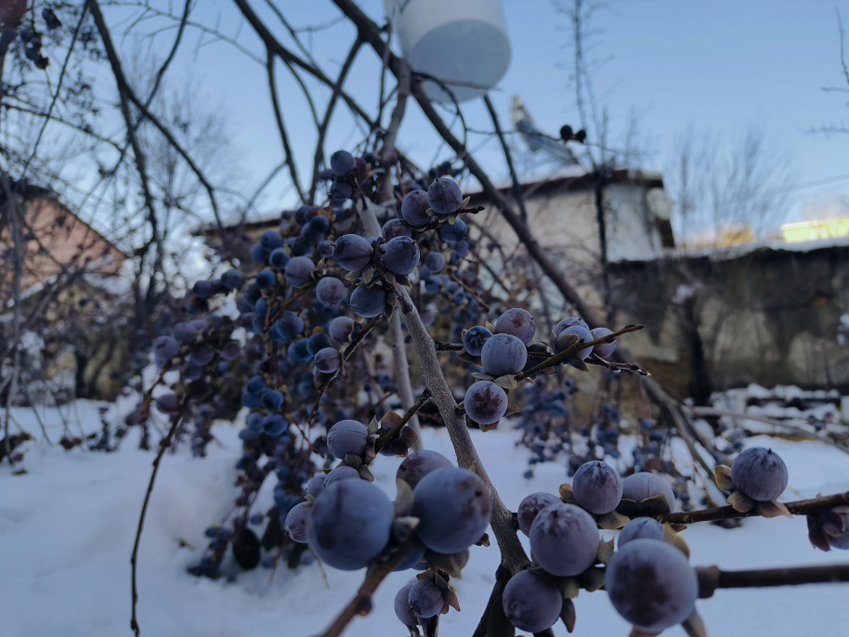 Malatya'da Sadece O Mahallede Yetiştiriliyor... Karla Tatlanıyor!