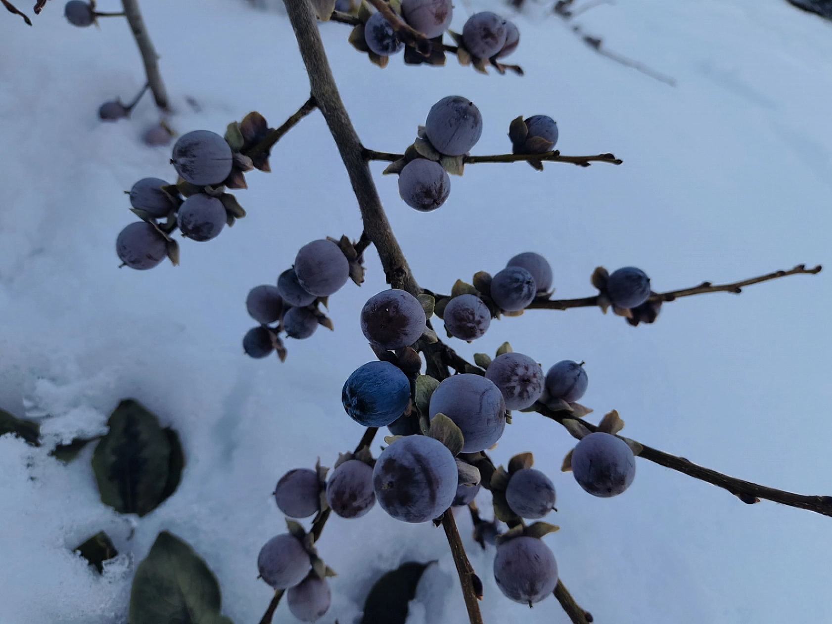 Malatya'da Sadece O Mahallede Yetiştiriliyor... Karla Tatlanıyor!