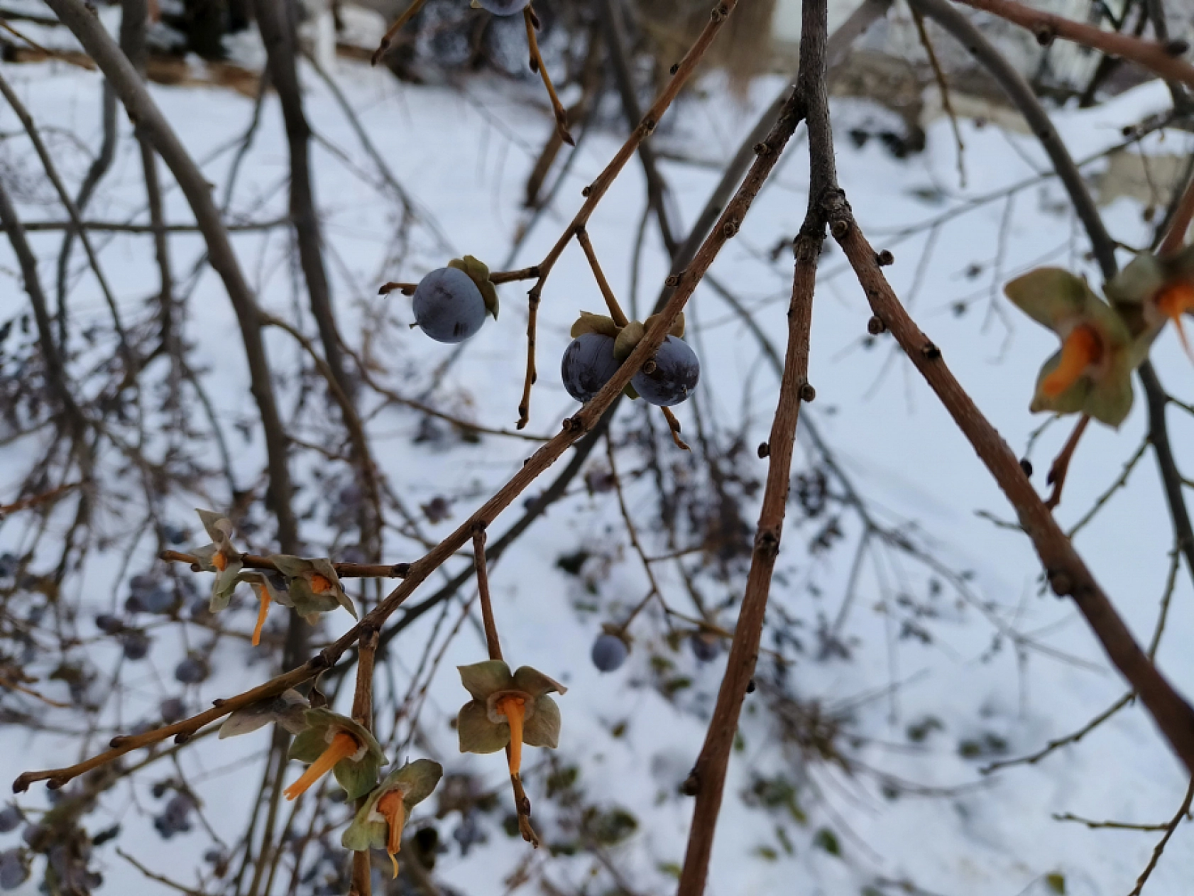 Malatya'da Sadece O Mahallede Yetiştiriliyor... Karla Tatlanıyor!