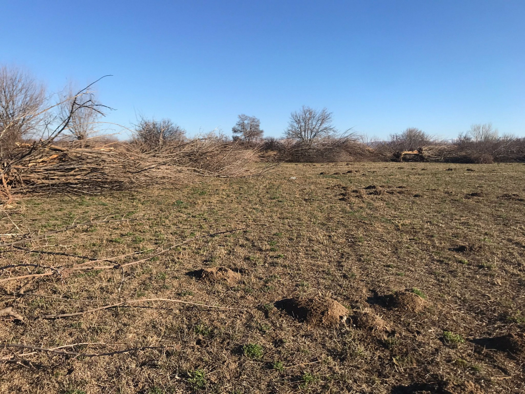 Malatya'da Ağaç Katliamı: DSİ'nin Bahanesi Yol!