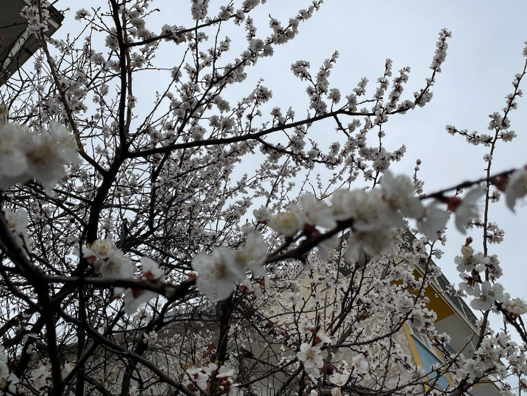 Malatyalılar dikkat! Zirai don tehlikesi kapıda...