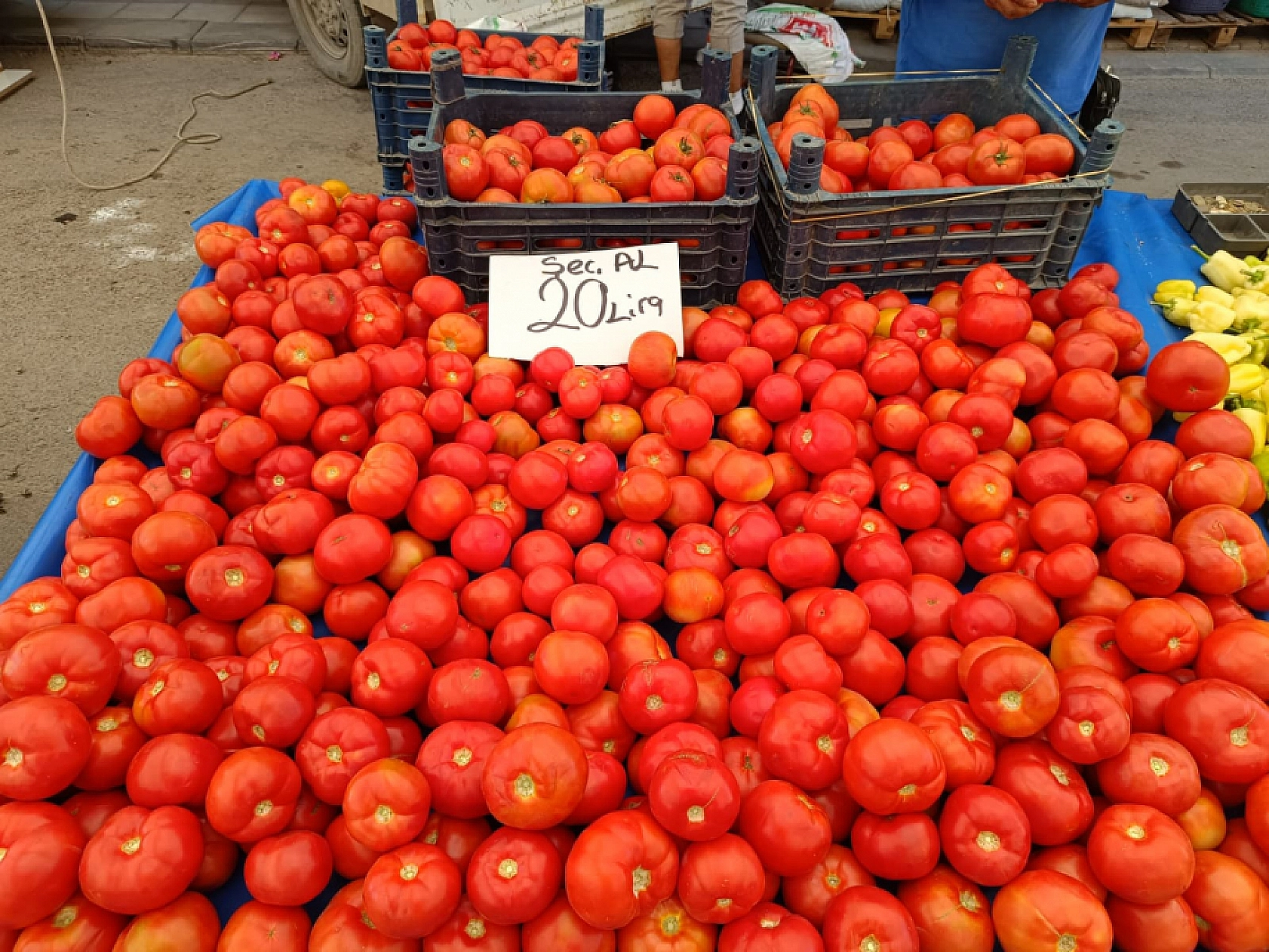Malatya'da kurutmalık ve salçalık domates ile biber tezgahlarda yerini aldı! Peki fiyatları ne kadar?
