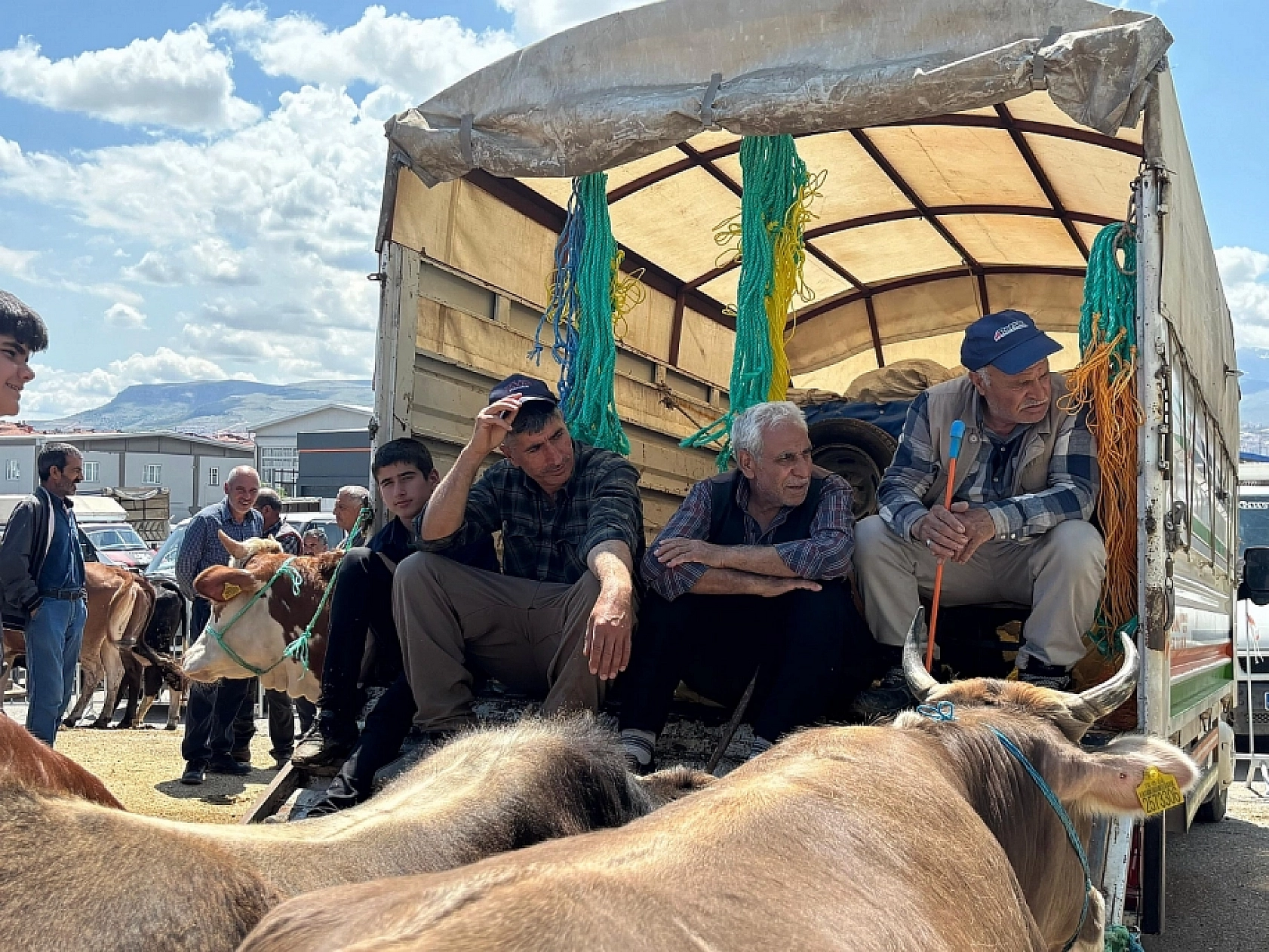 Malatyalı Üreticinin Elindeki Kurbanlıkları Devlet Alacak! Son 7 Gün