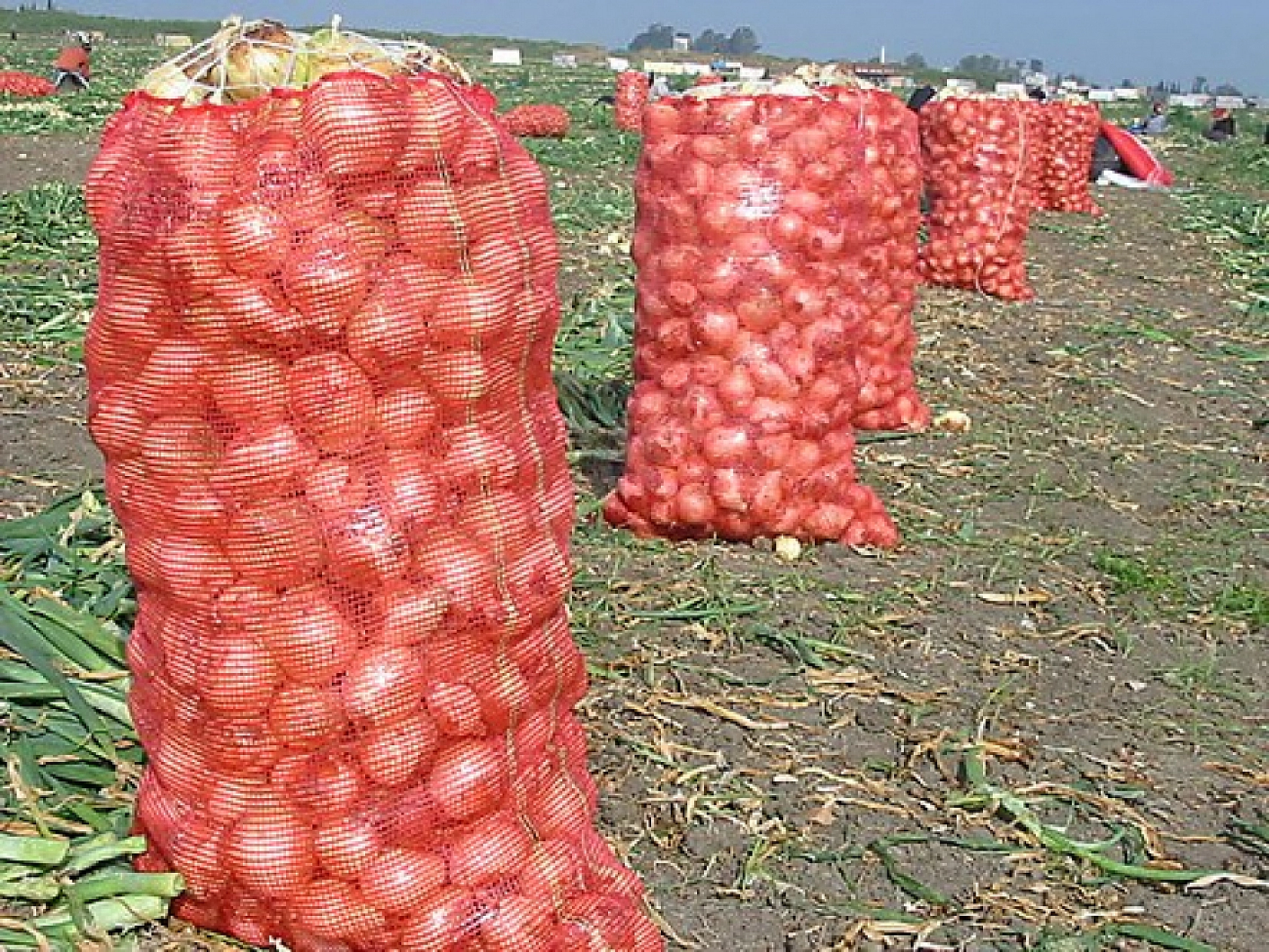 Malatya'da Destek Ödemeleri Arttırıldı…! Dekar Başına Güncel Fiyatlar Açıklandı…