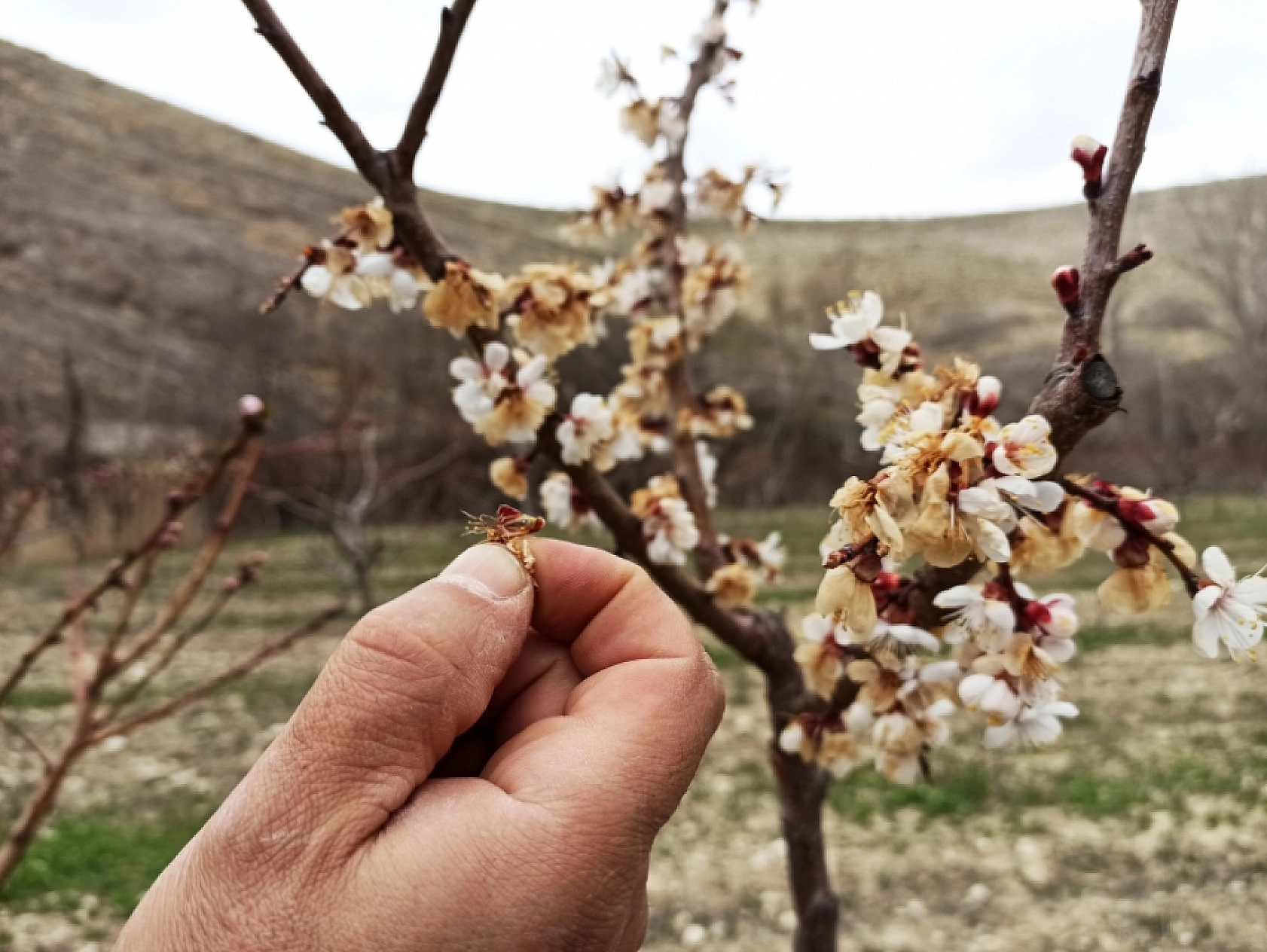 Malatya çiftçisi borç batağında: Don yetmedi icra geldi…