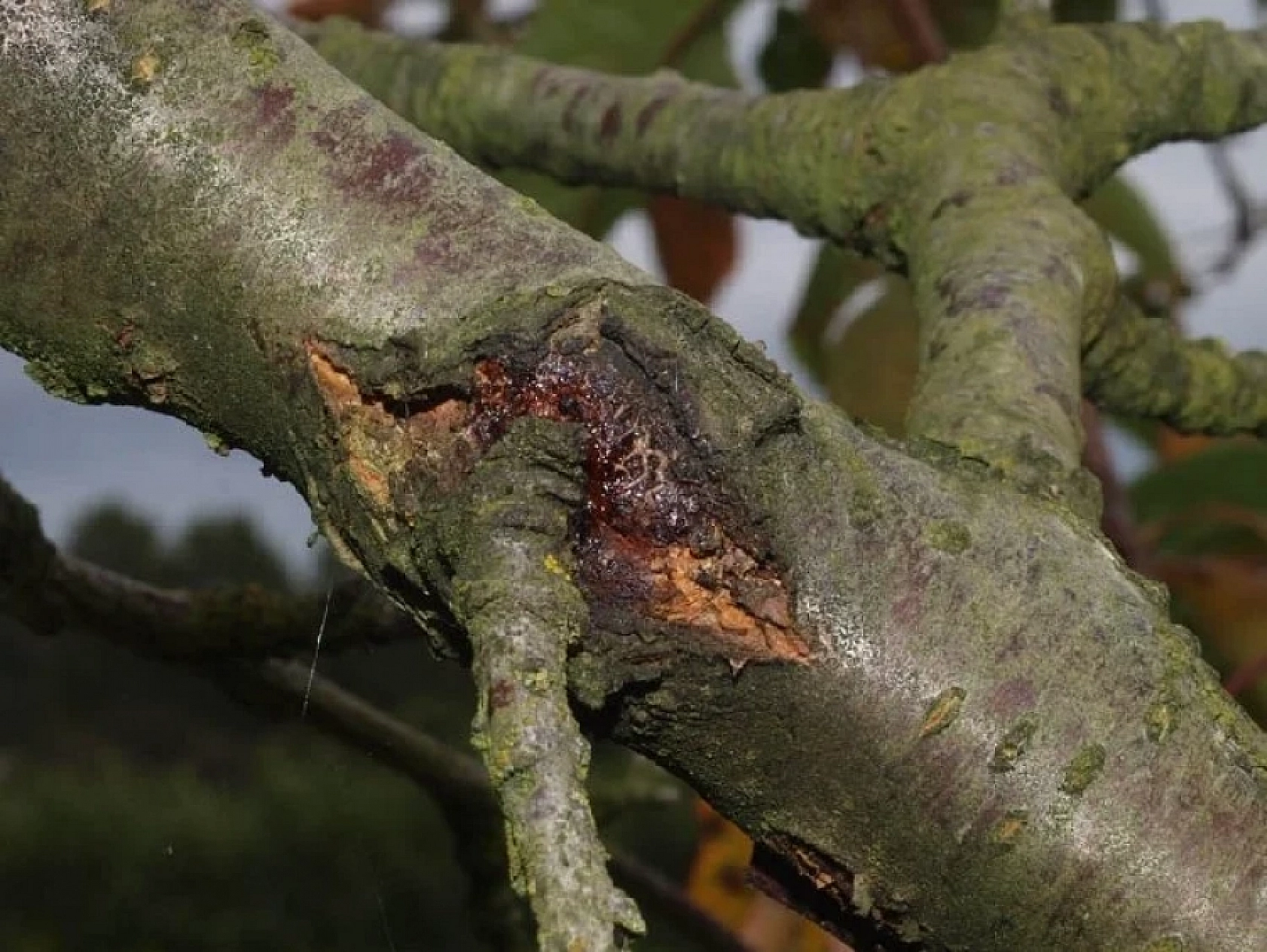 Üreticiler Uyarıldı: Kayısı Ağaçları İçin Tam Zamanı!