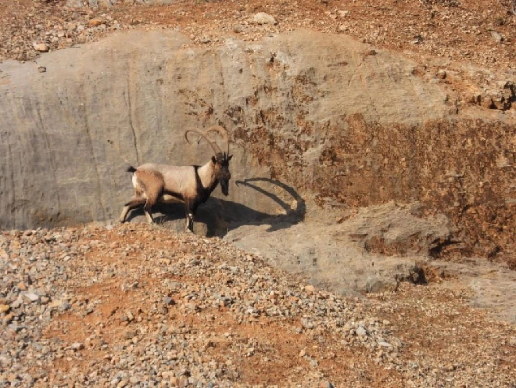 Malatya'da Dağ Keçileri Yer Çekimini Unuttu!