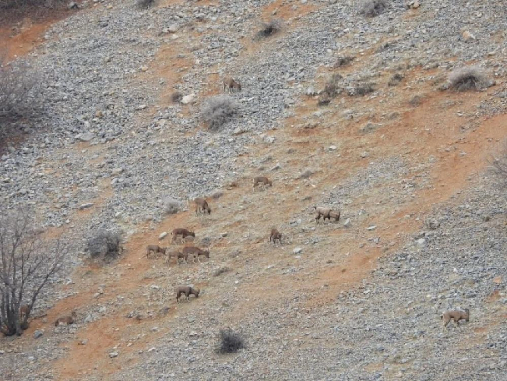 Malatya'da Dağ Keçileri Yer Çekimini Unuttu!