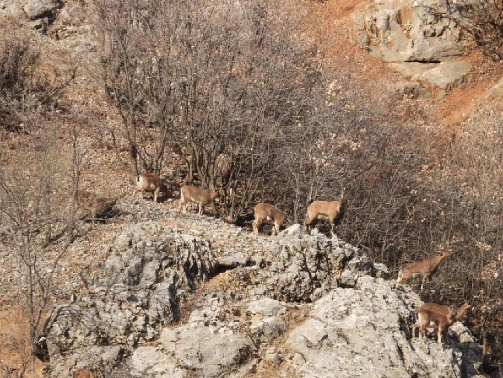 Malatya'da koruma altındaki dağ keçileri görüntülendi