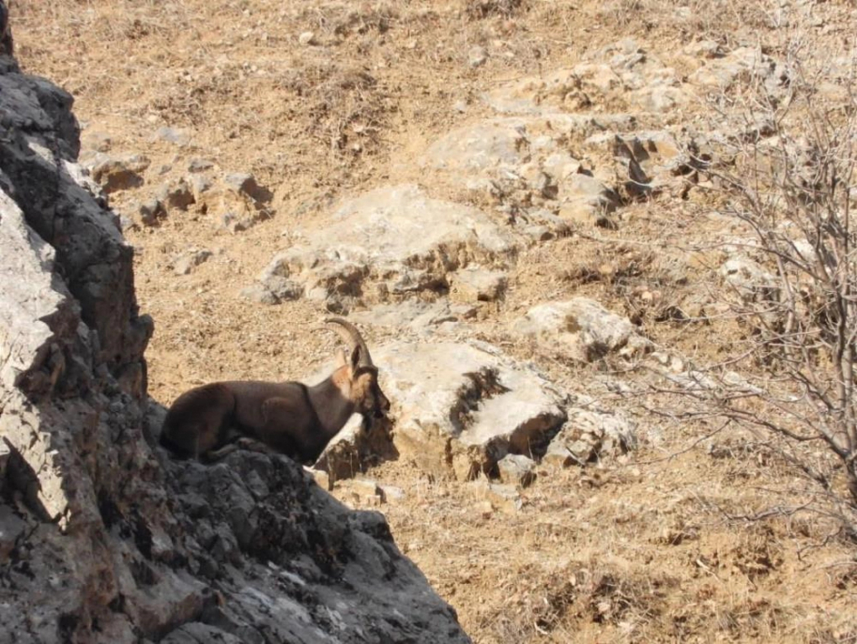 Malatya'da koruma altındaki dağ keçileri görüntülendi