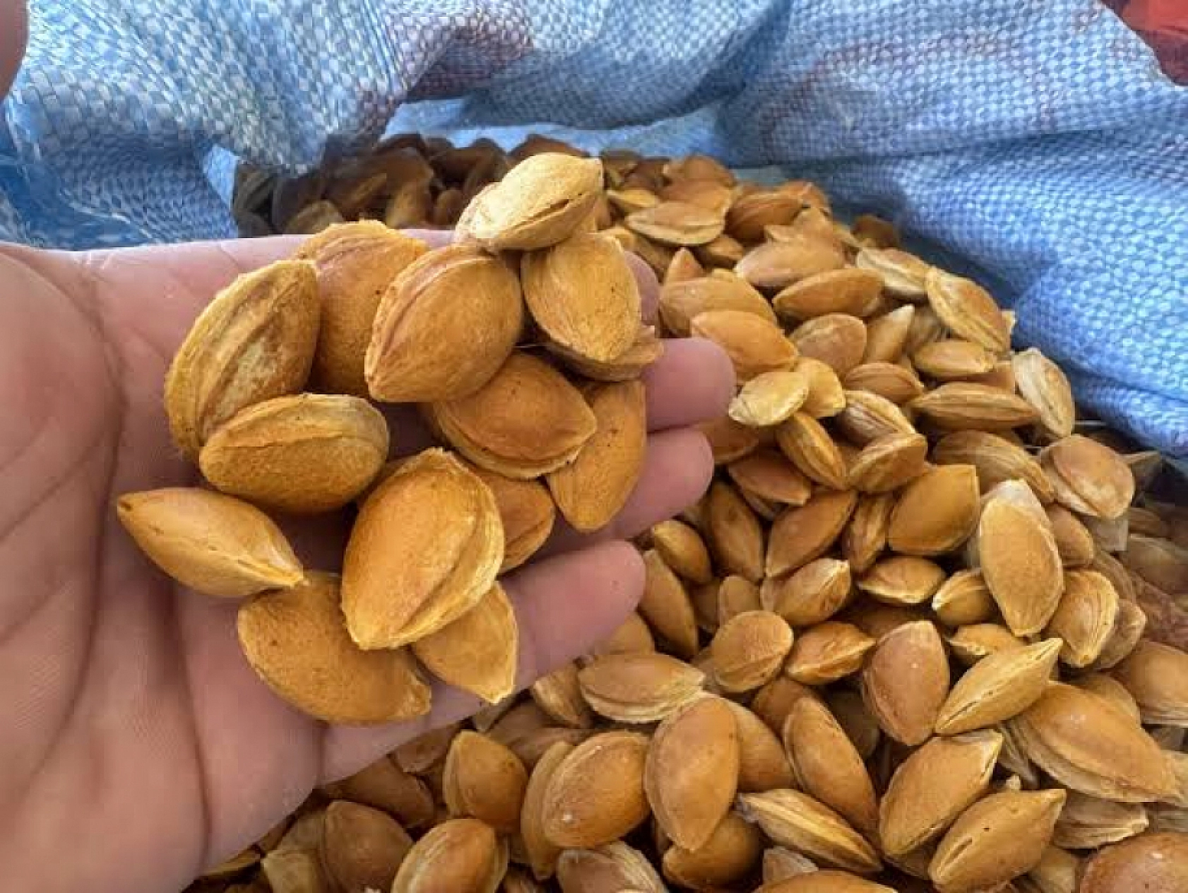 Kahramanmaraş'ta Yapılan Kazılarda Malatya'nın 'Sarı Altın'ına Ait İzler Bulundu..!