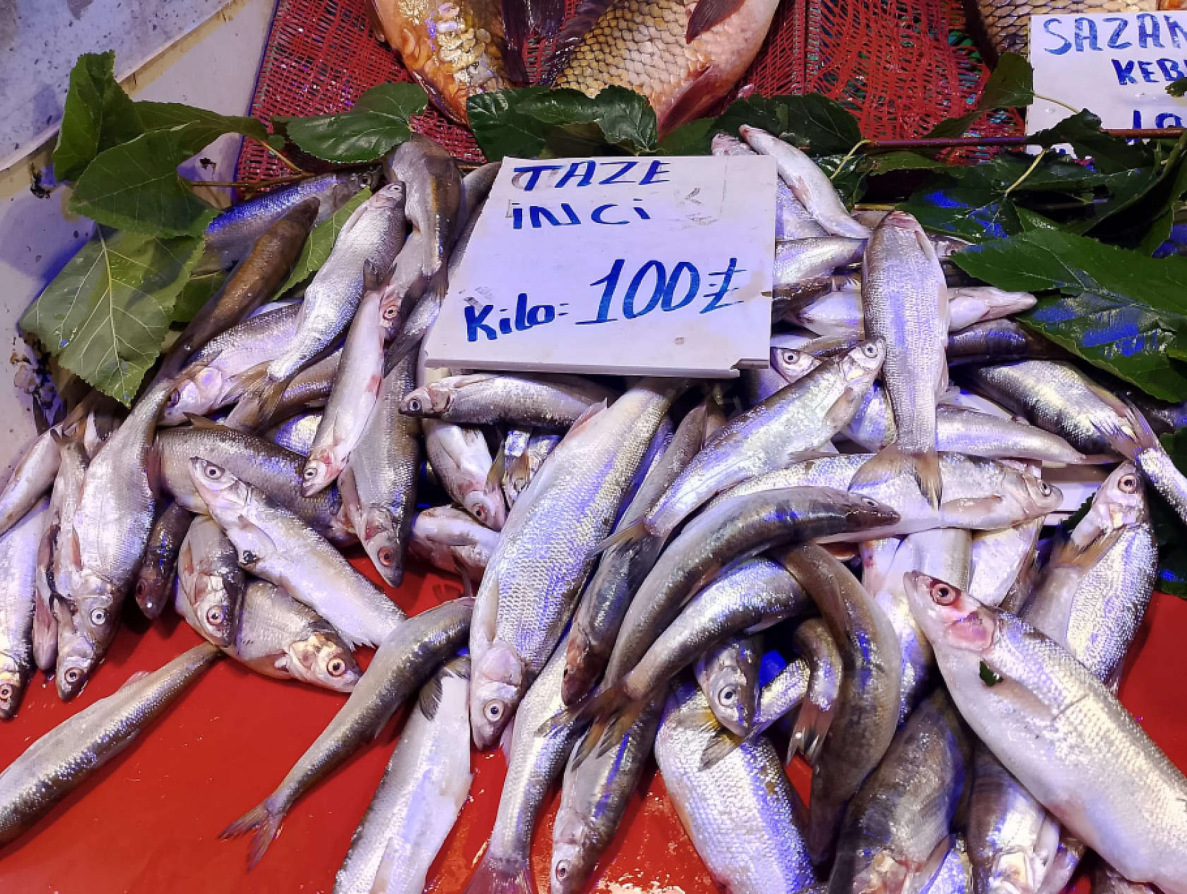 Malatya'da balık fiyatları dibi gördü: Fiyatlar 100 TL'ye düştü