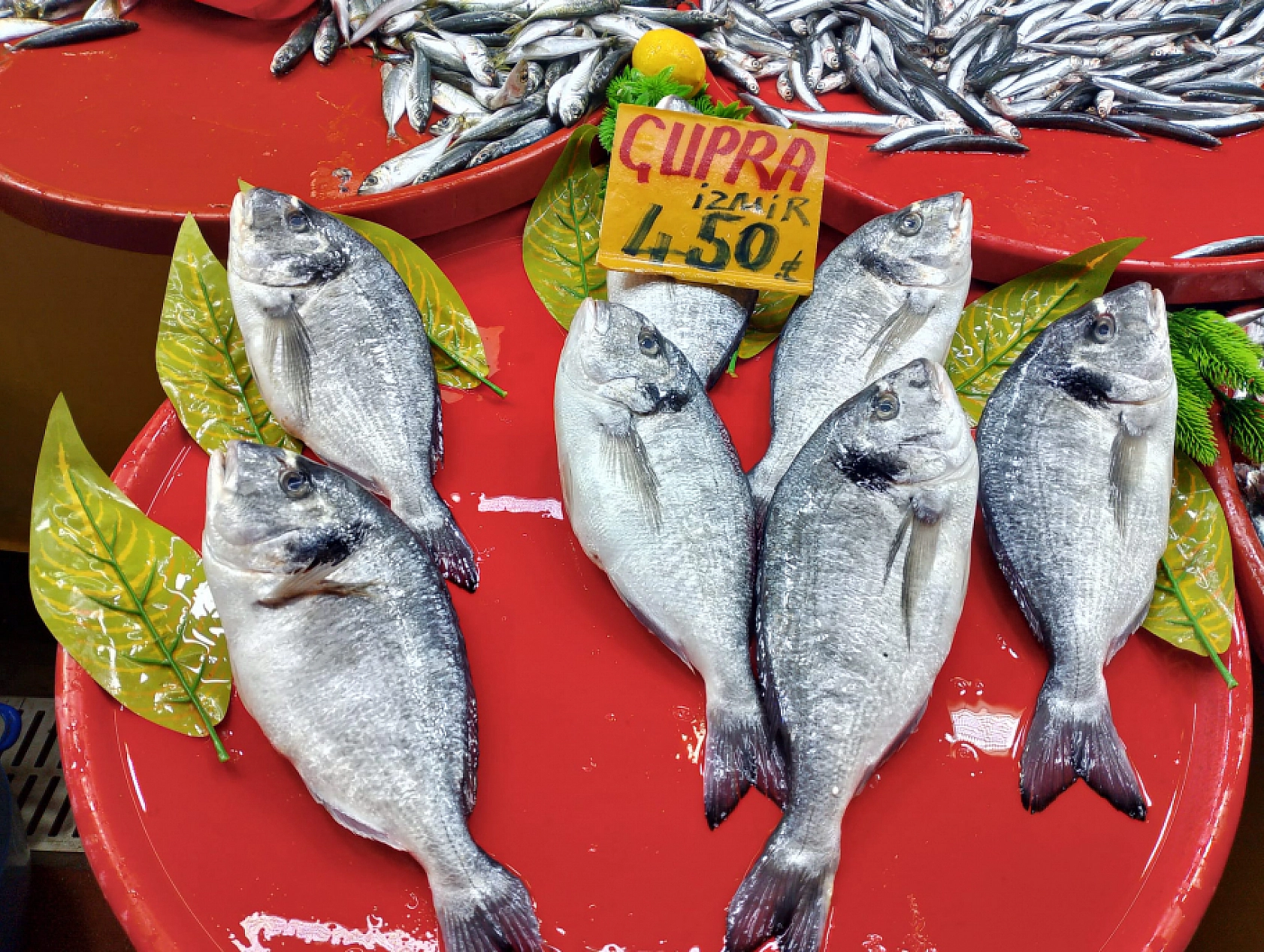 Malatya'da Balık Fiyatları Şaşırttı: İşte Güncel Liste