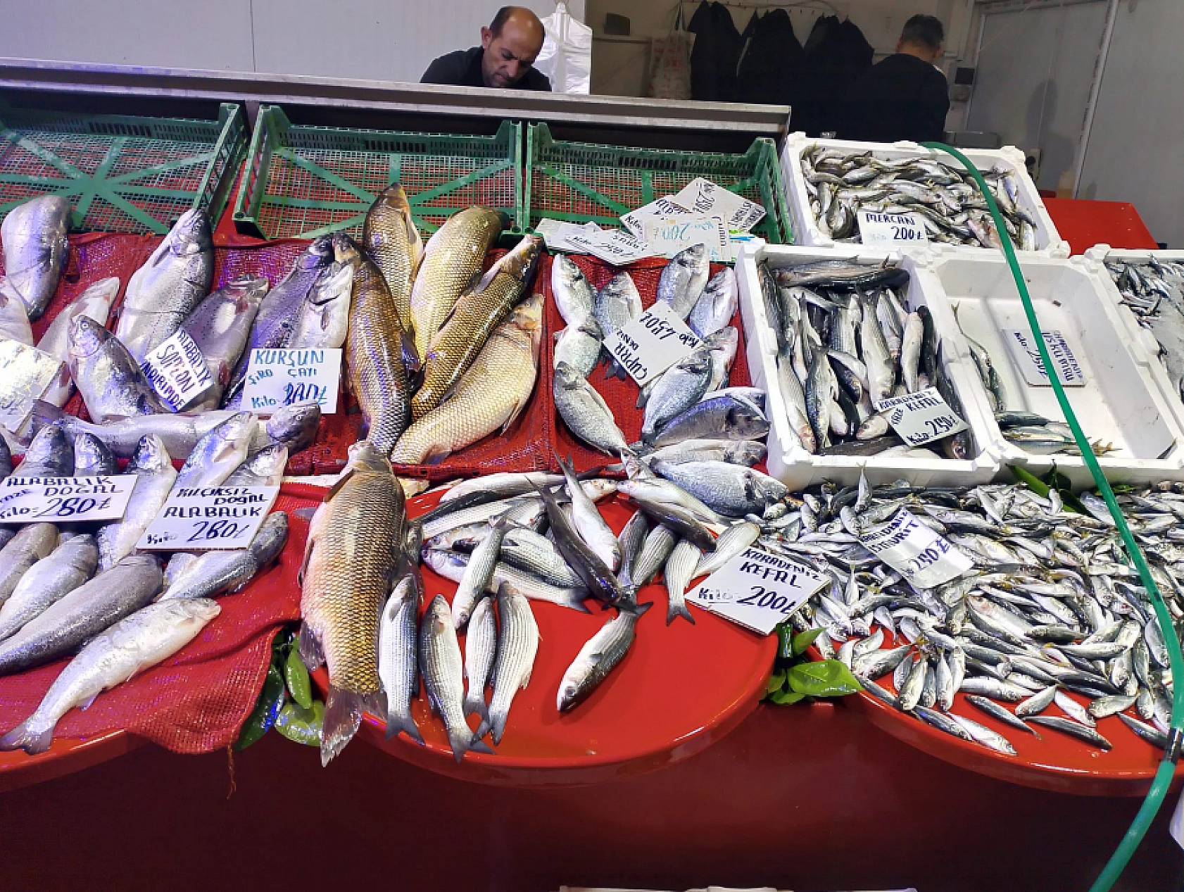 Malatya'da Balık Fiyatları Şaşırttı: İşte Güncel Liste