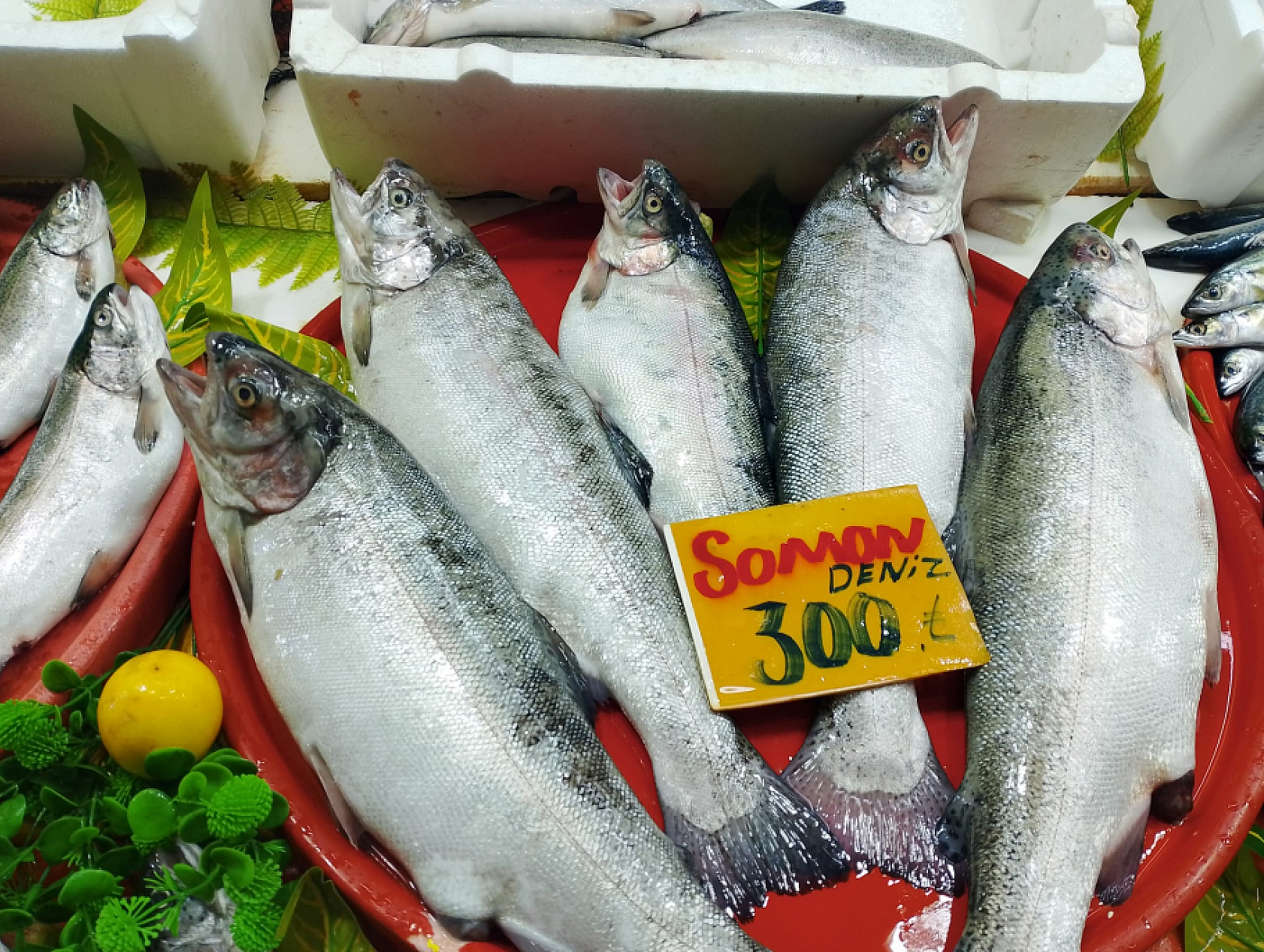 Malatya'da Balık Fiyatları Şaşırttı: İşte Güncel Liste