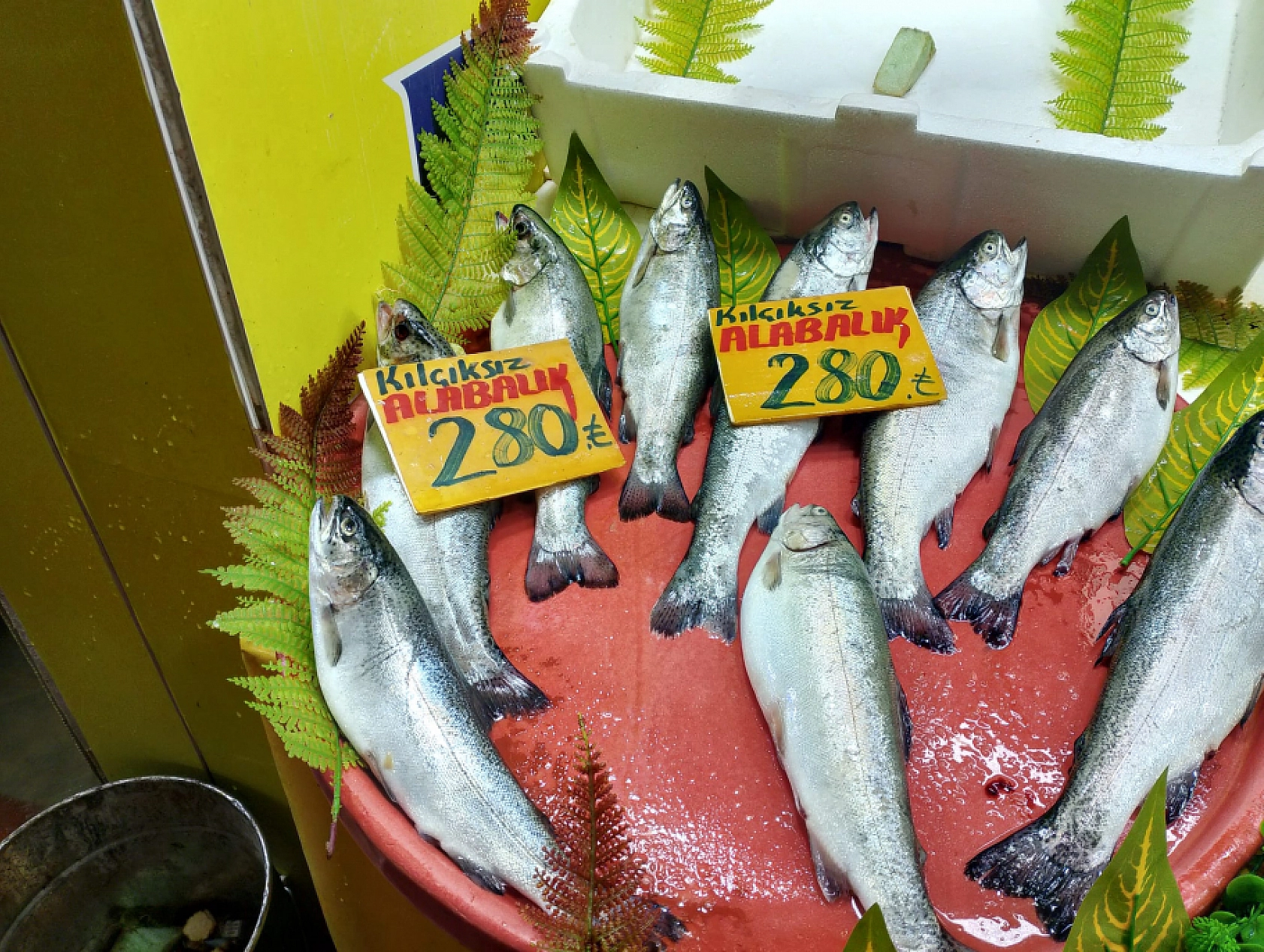 Malatya'da Balık Fiyatları Şaşırttı: İşte Güncel Liste