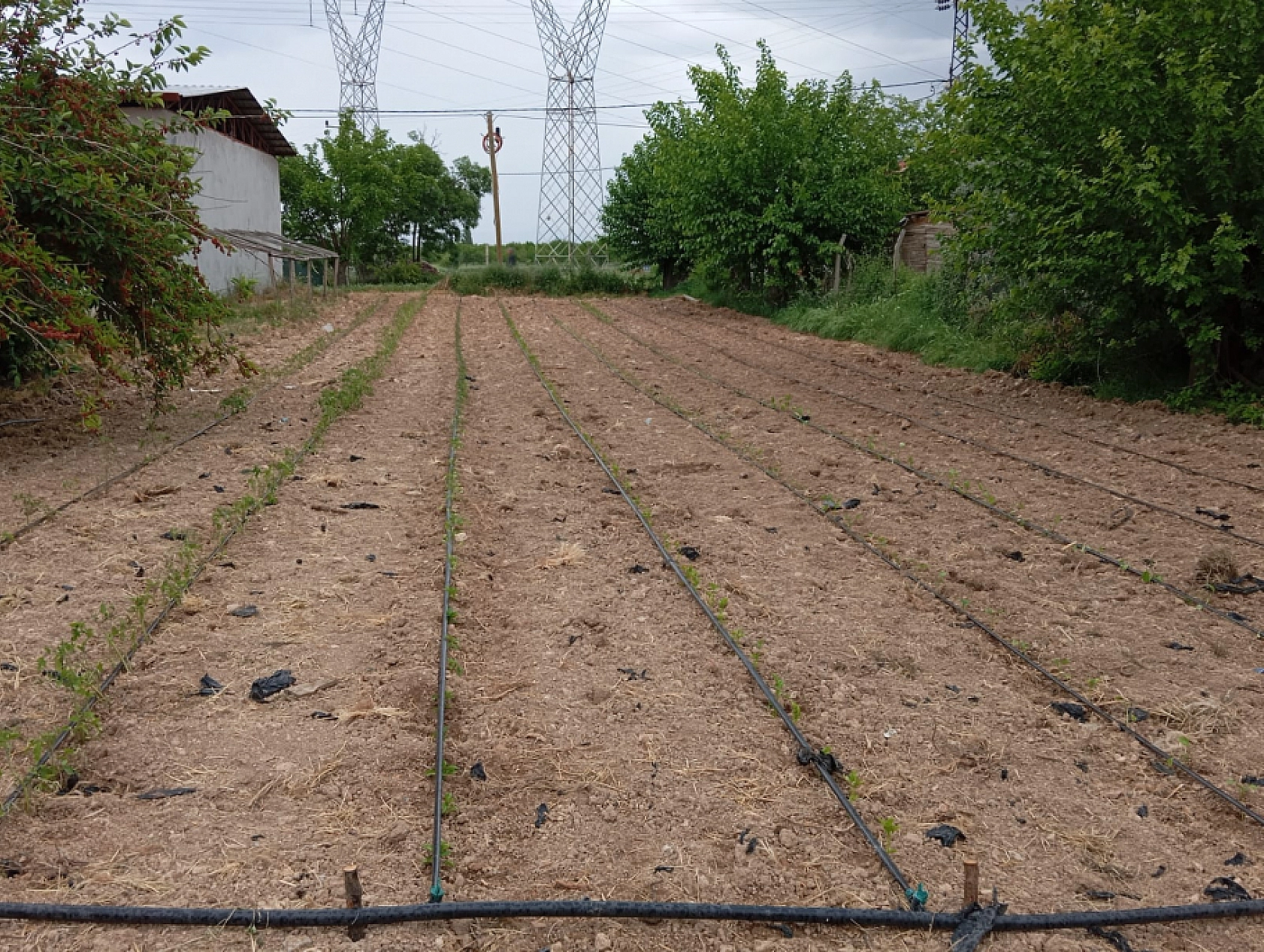 Domates, Biber, Patlıcan Yetiştiriyor..! Komşularını da Unutmuyor!