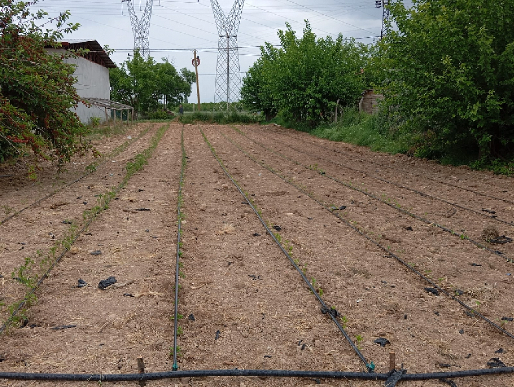 Domates, Biber, Patlıcan Yetiştiriyor..! Komşularını da Unutmuyor!