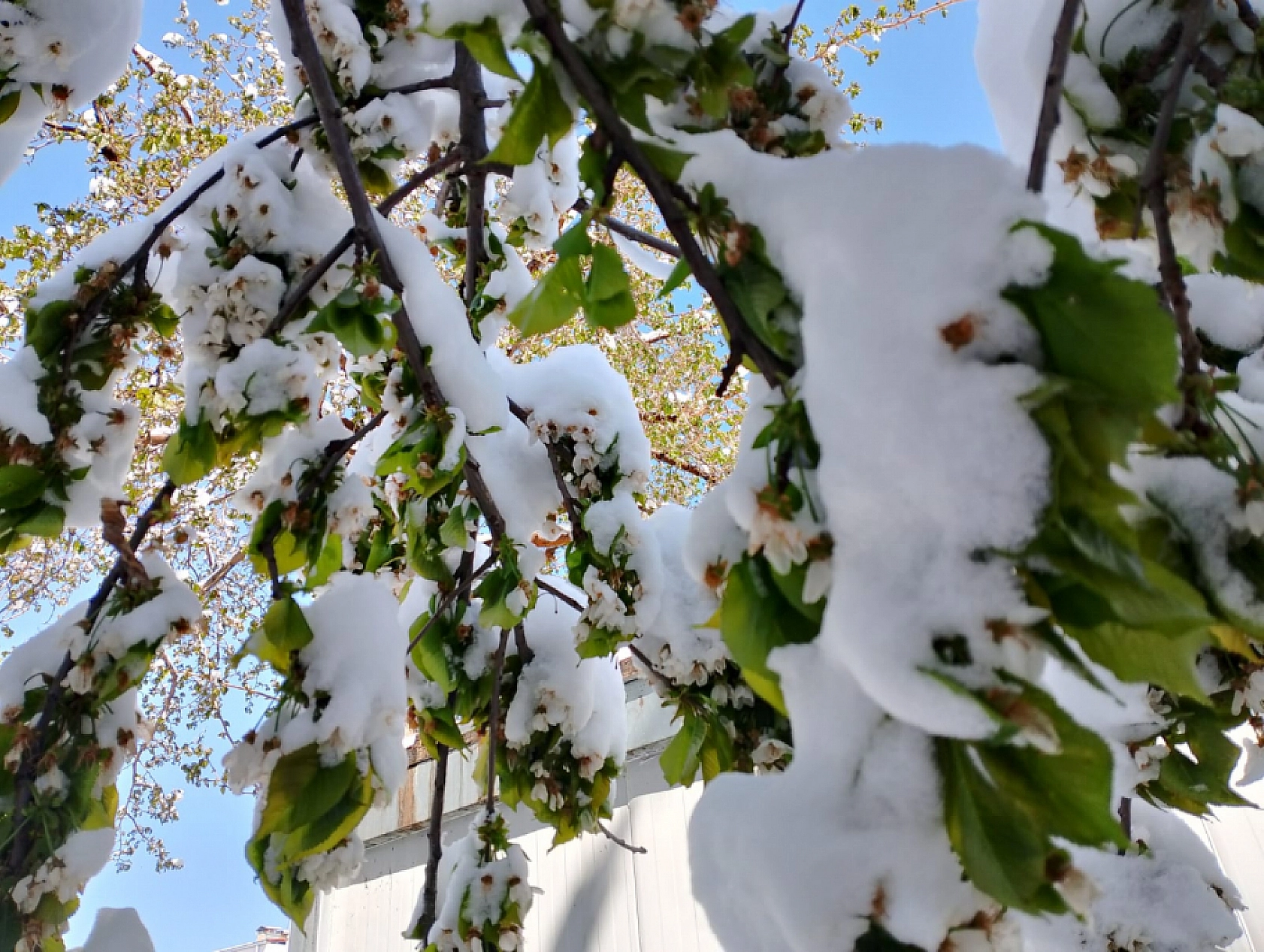 Malatya'da kış bitmek bilmiyor: Hava sıcaklığı 10 derece altında seyredecek…