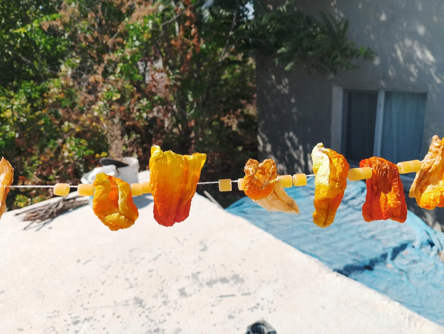 Malatya'da Kış Hazırlıkları Başladı: Kurutmalıklar Damları ve Balkonları Renklendirdi