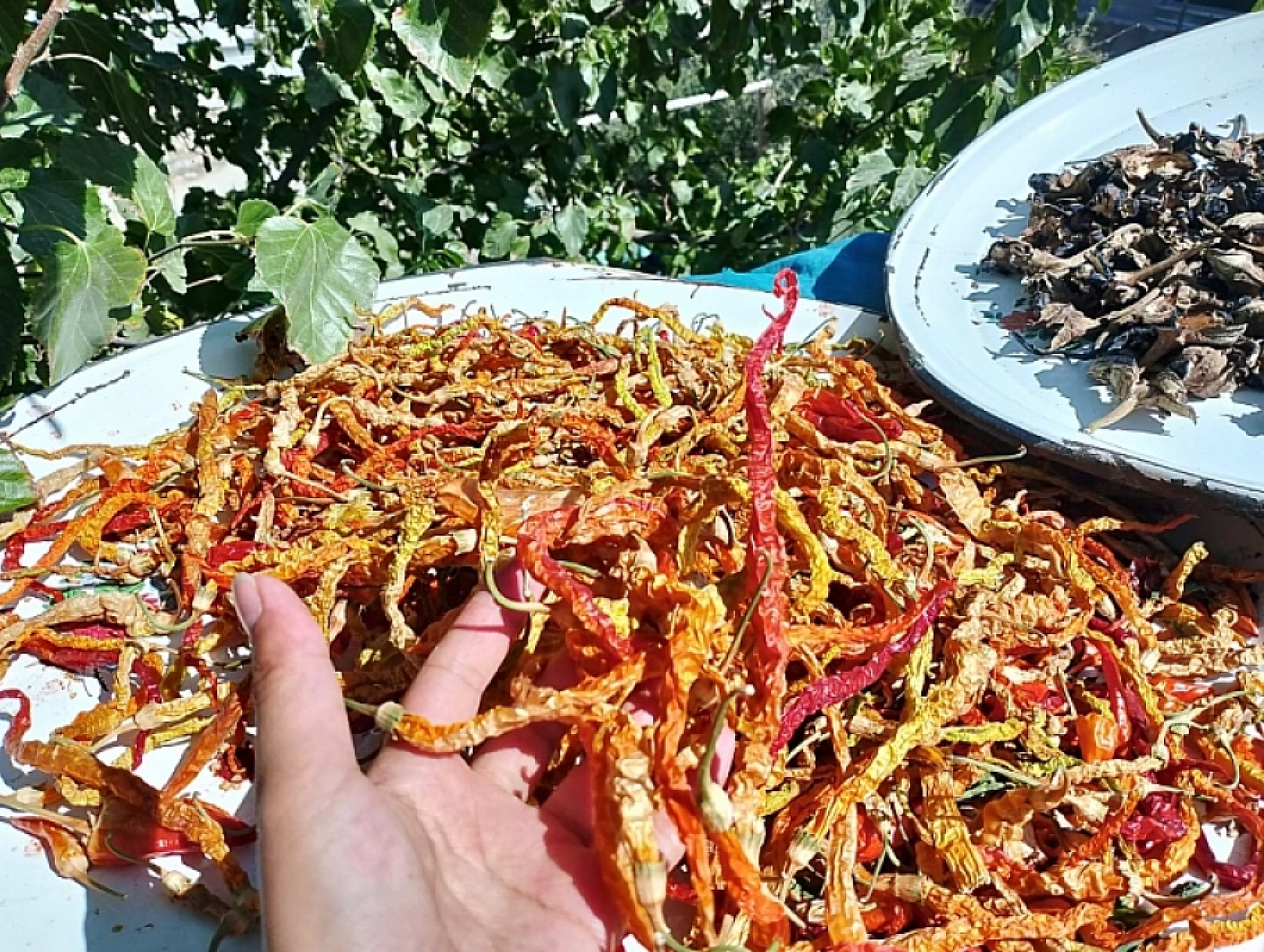 Malatya'da kış telaşı başladı: Balkonlar ve damlar rengarenk kurutmalıklarla doldu