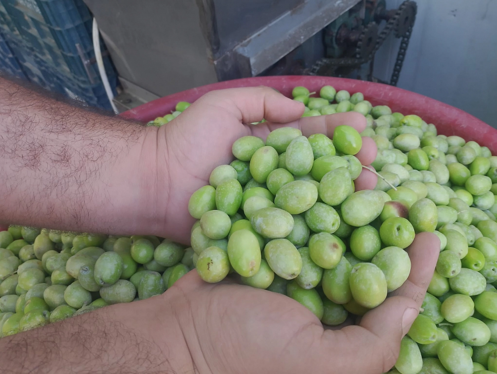 Hatay'da Hasat Edildi! Malatya'nın Gözdesi Oldu: Kilosu 110 TL'den Satışta…