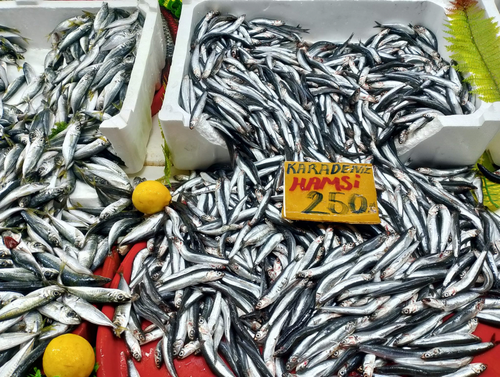 Malatya'da Balık Fiyatları Şaşırttı: İşte Güncel Liste